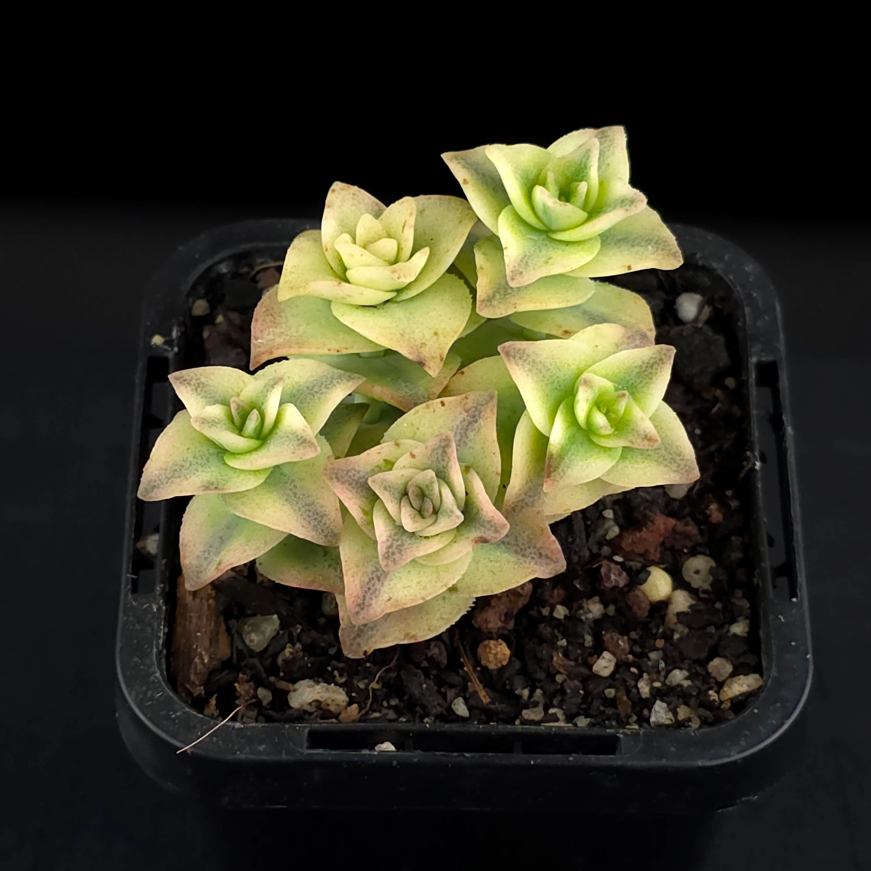 Crassula perforata variegata - Image 2