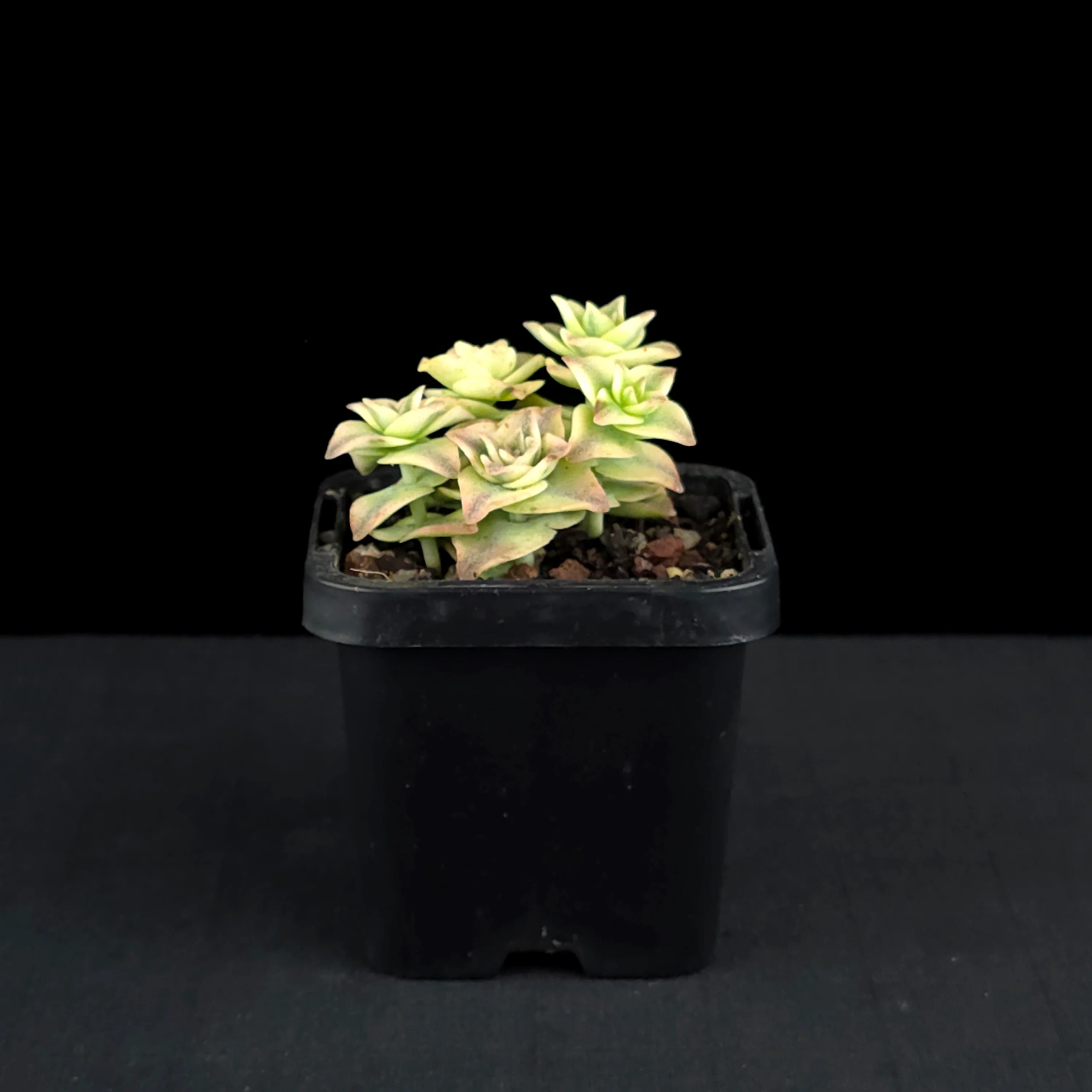 Crassula perforata variegata - Image 3