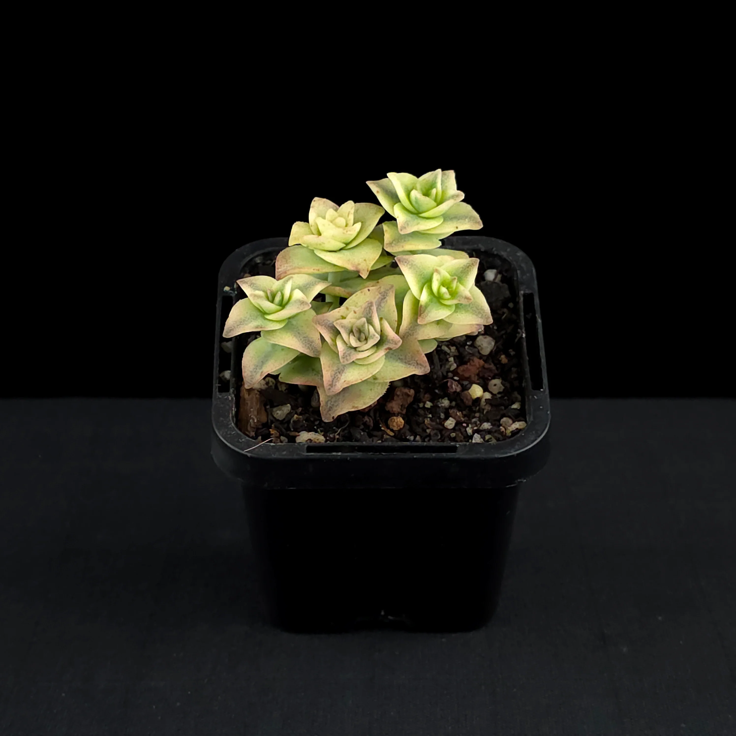 Crassula perforata variegata - Image 4