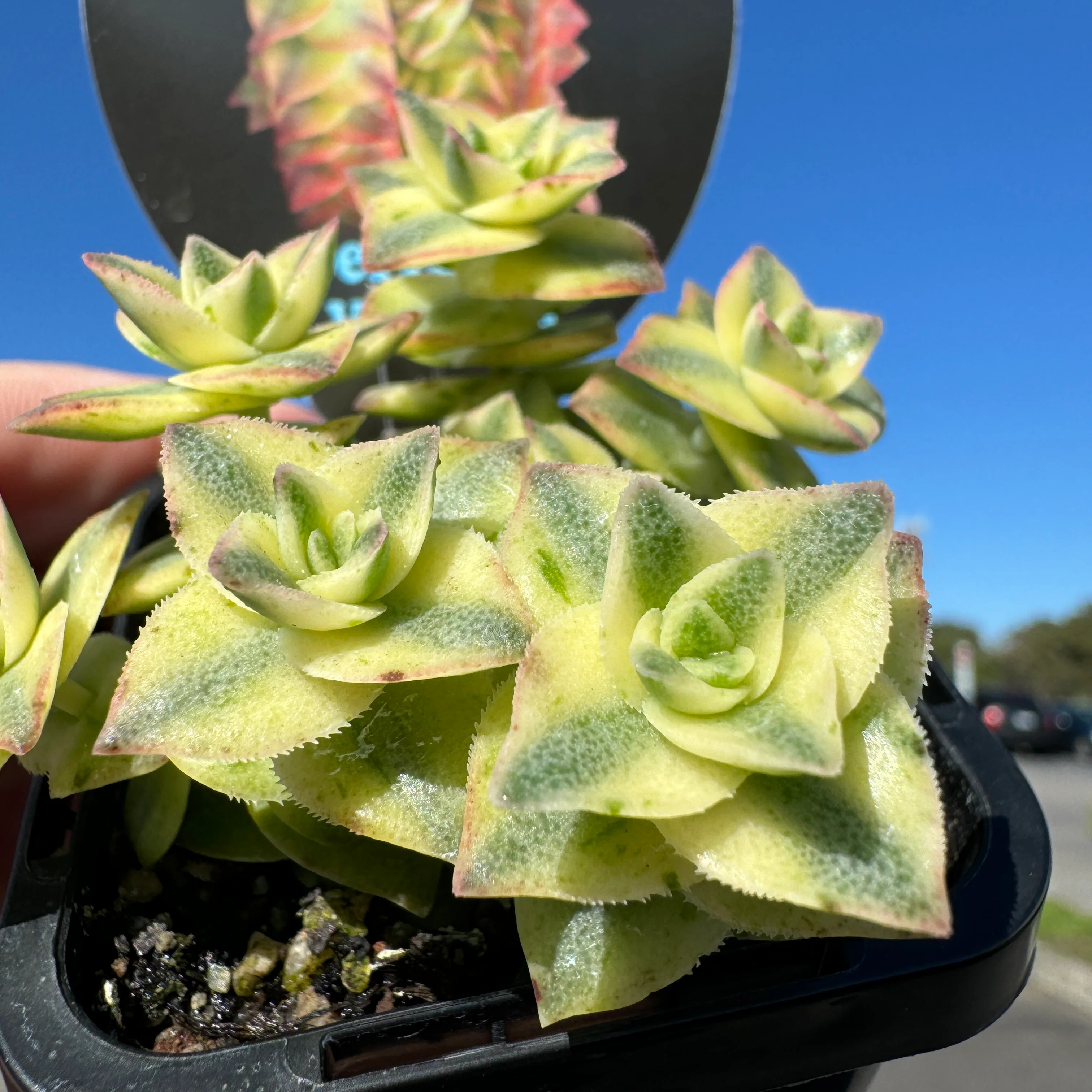 Crassula perforata variegata - Image 5