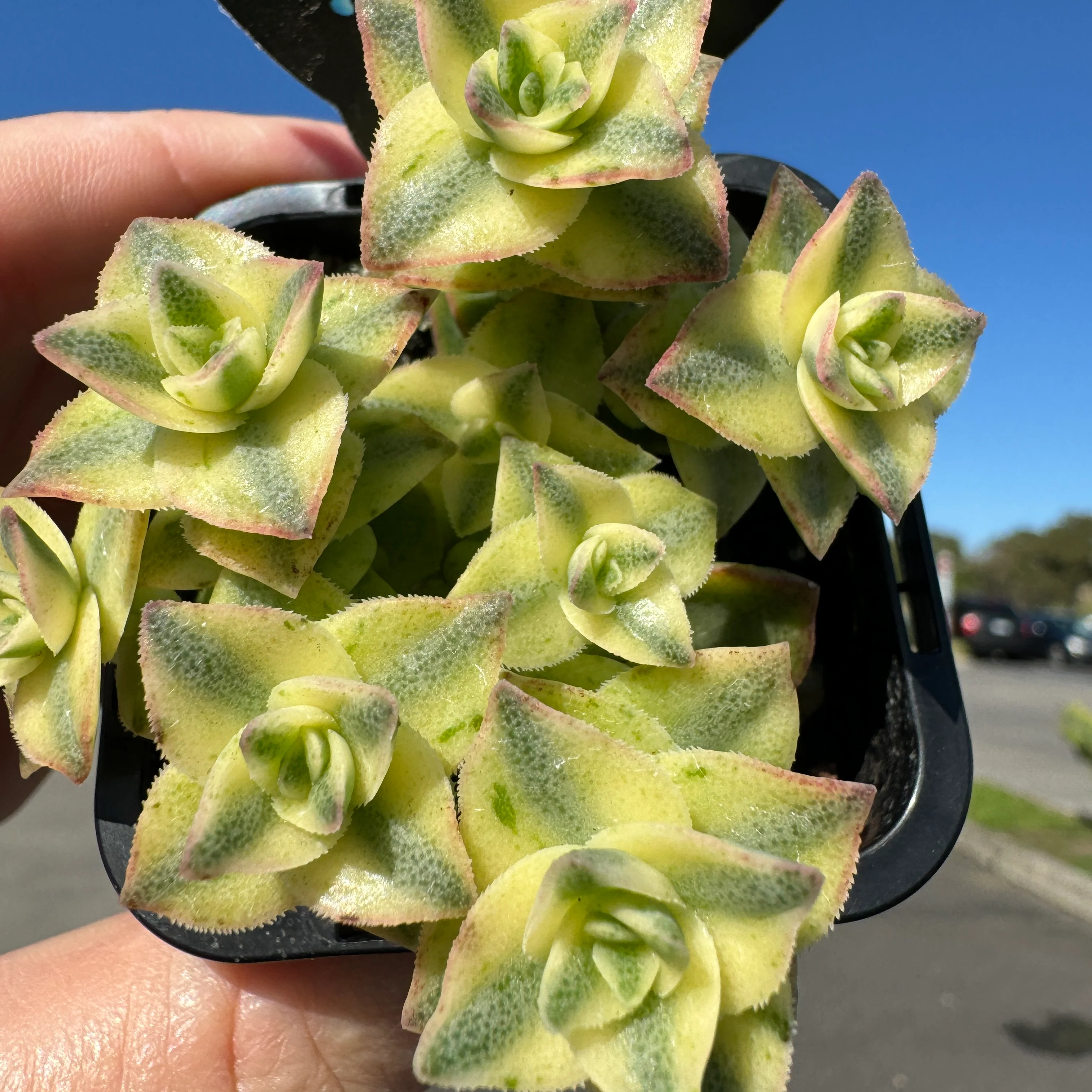 Crassula perforata variegata - Image 6