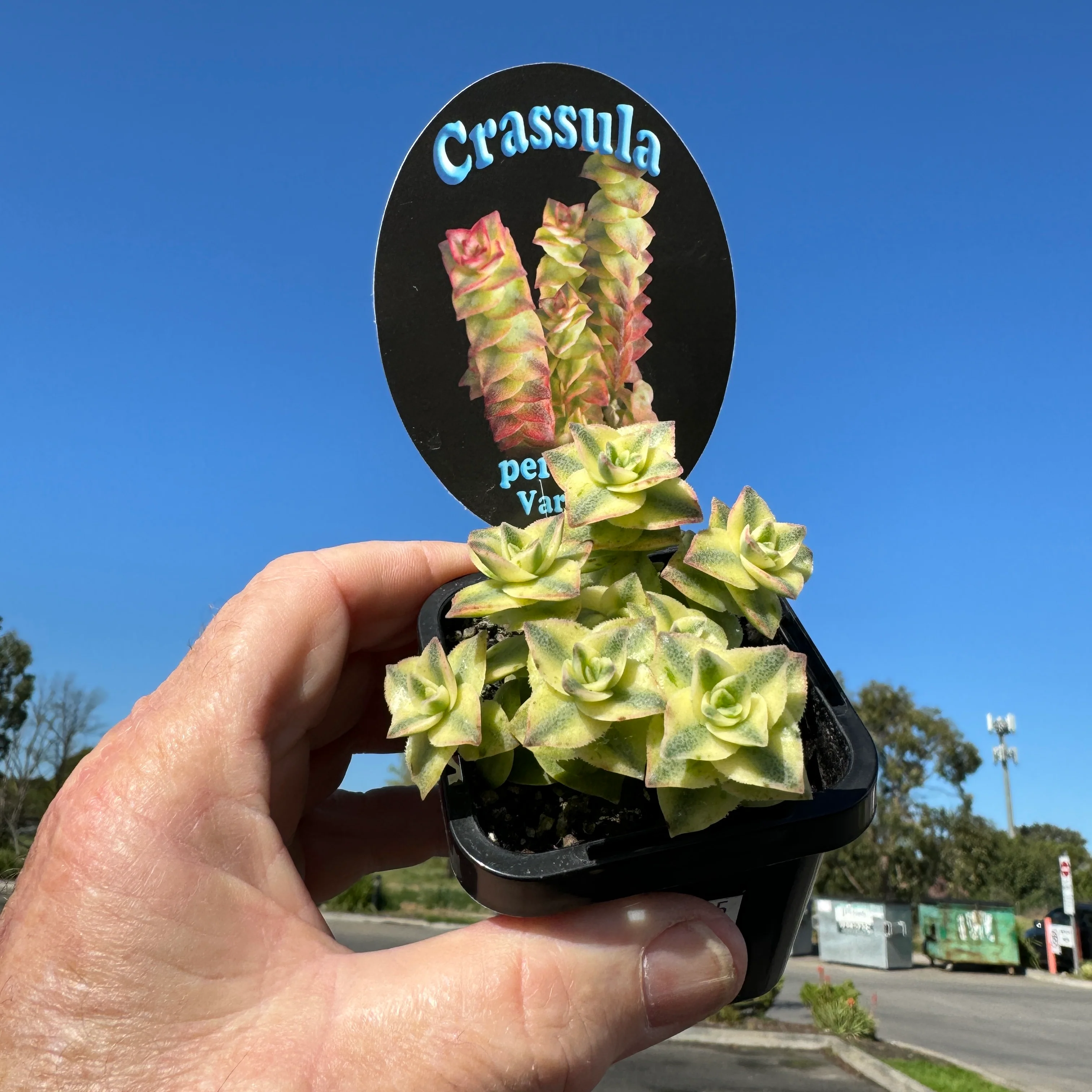Crassula perforata variegata - Image 7