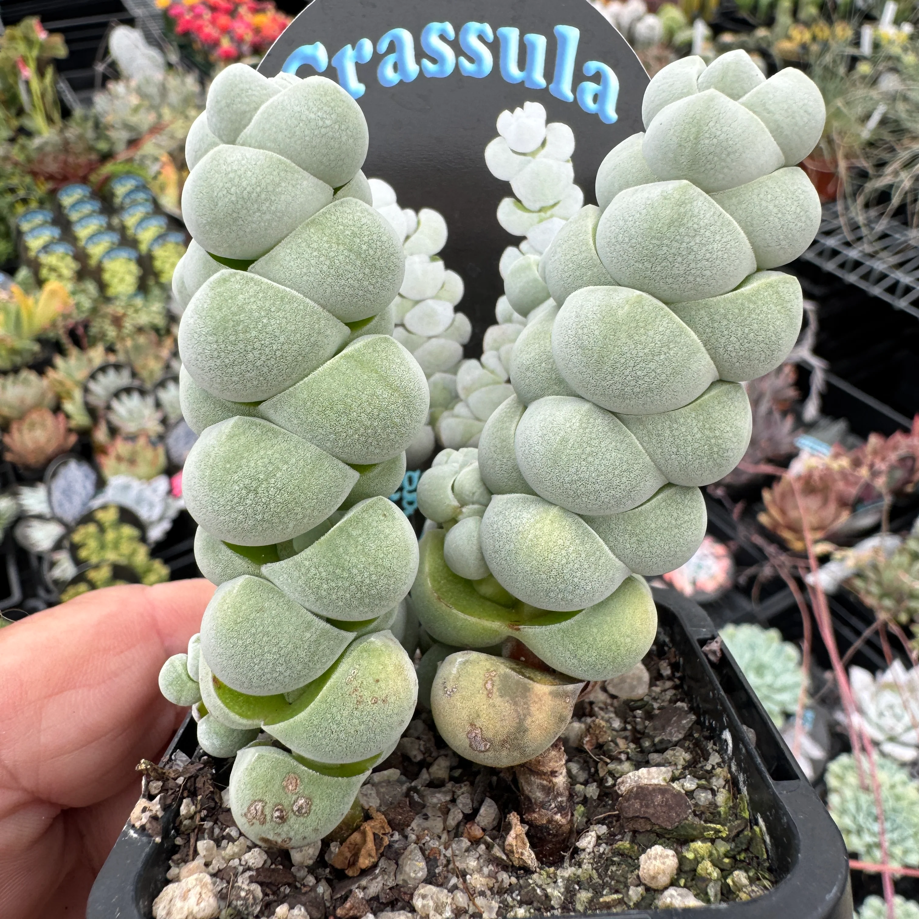 Crassula plegmatoides ‘Arta’ - Image 2