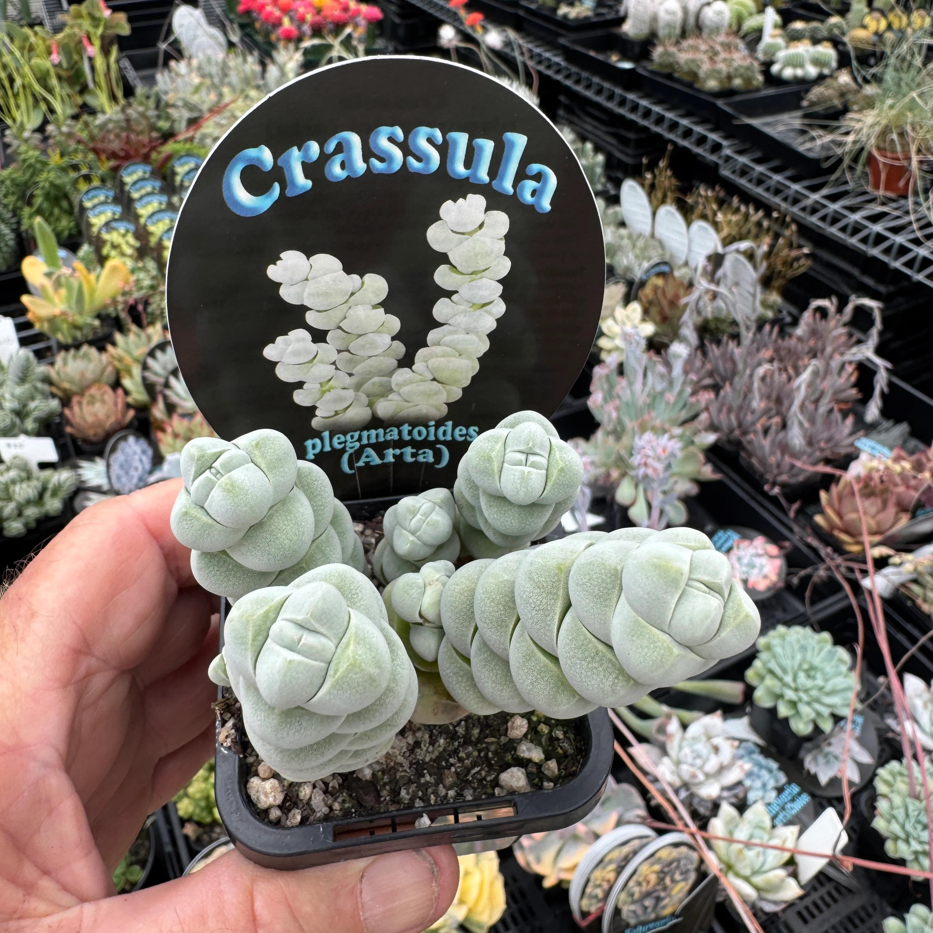 Crassula plegmatoides ‘Arta’ - Image 3