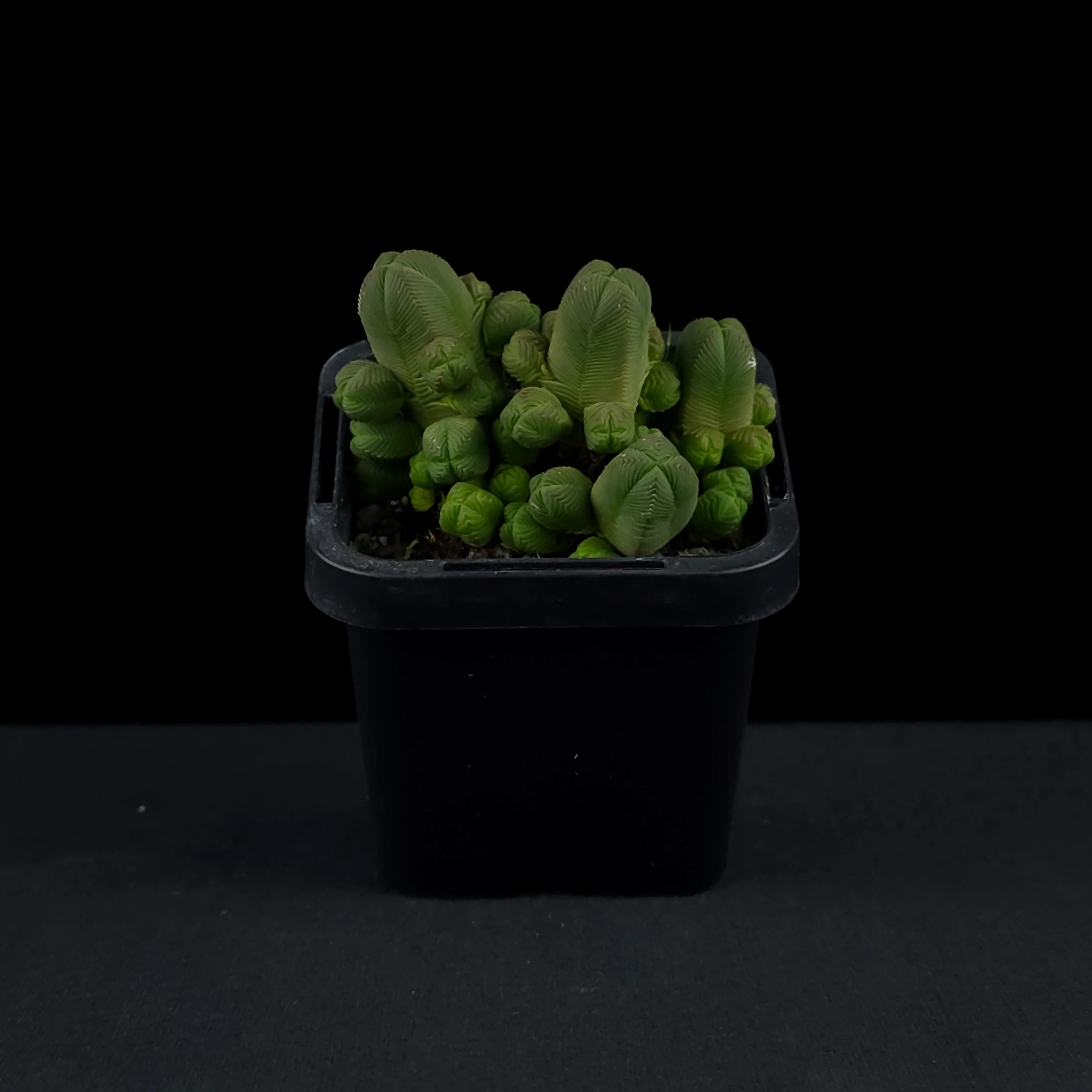 Crassula quadrangularis - Image 3