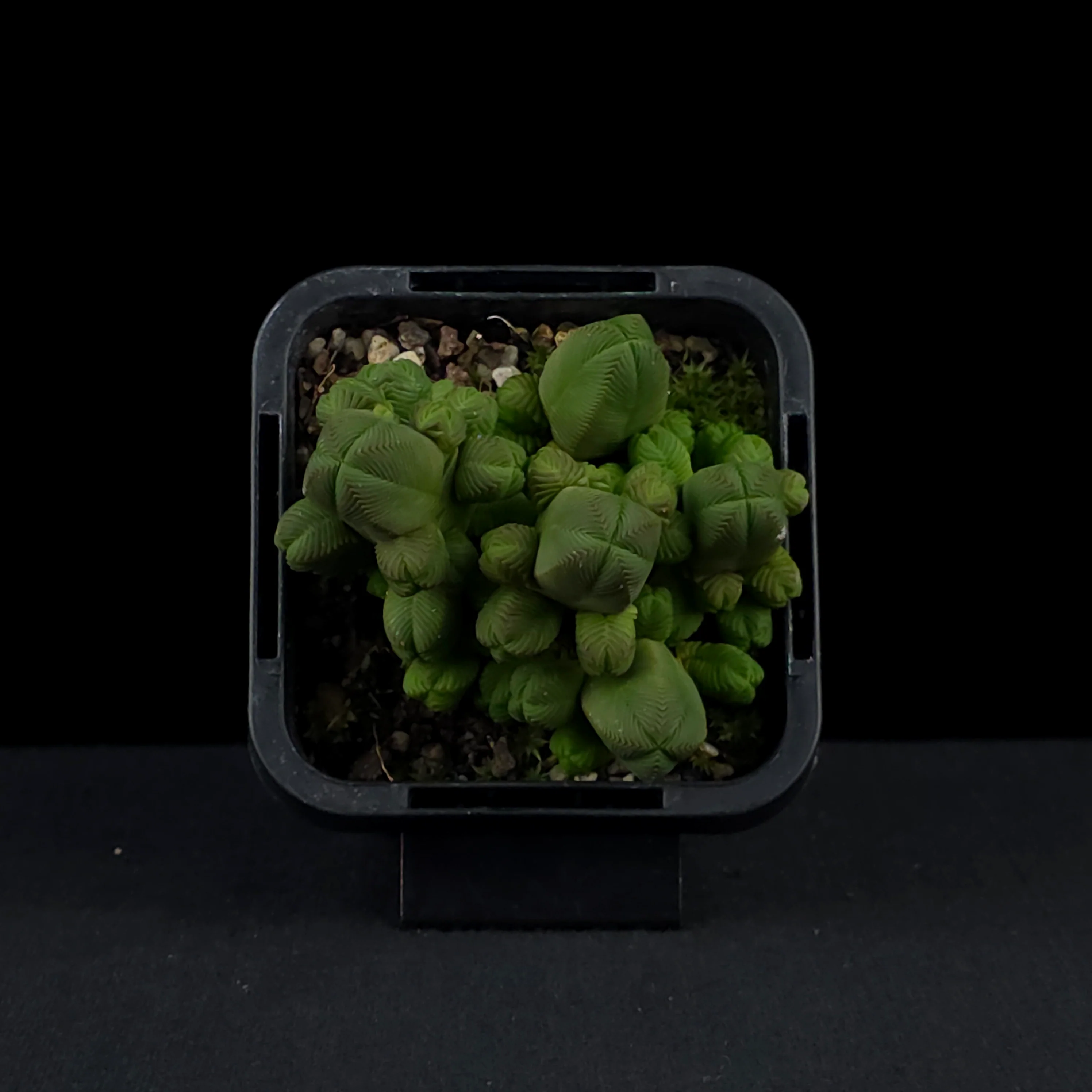 Crassula quadrangularis - Image 4