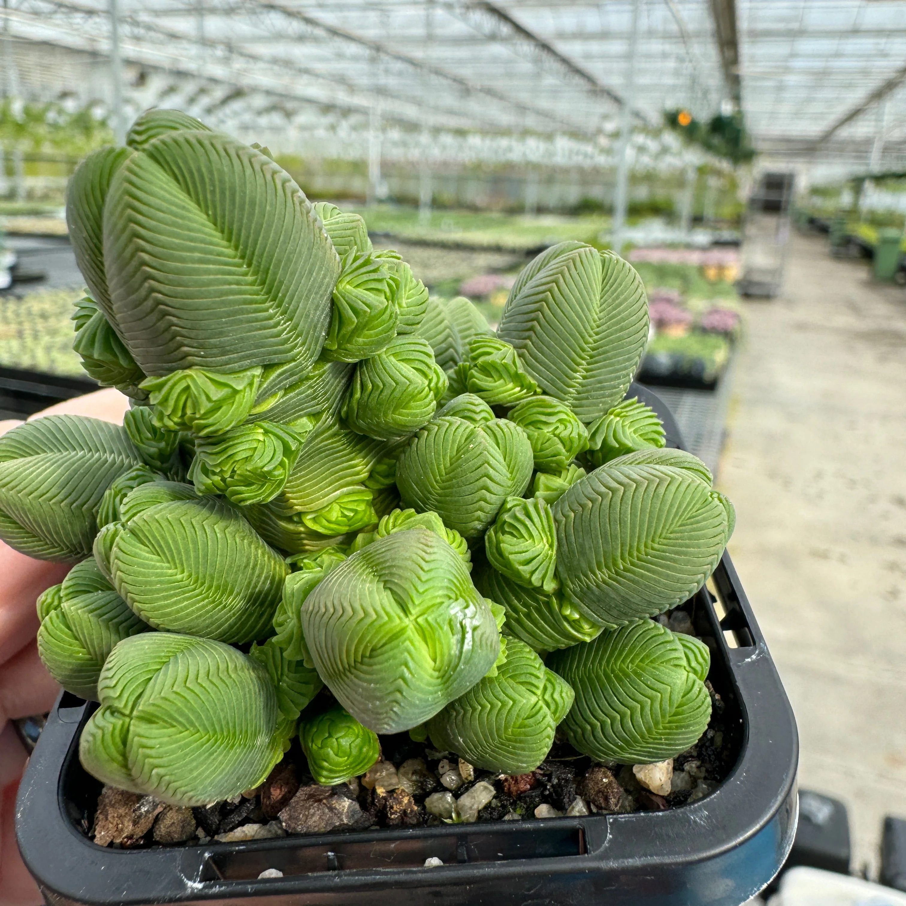 Crassula quadrangularis - Image 5