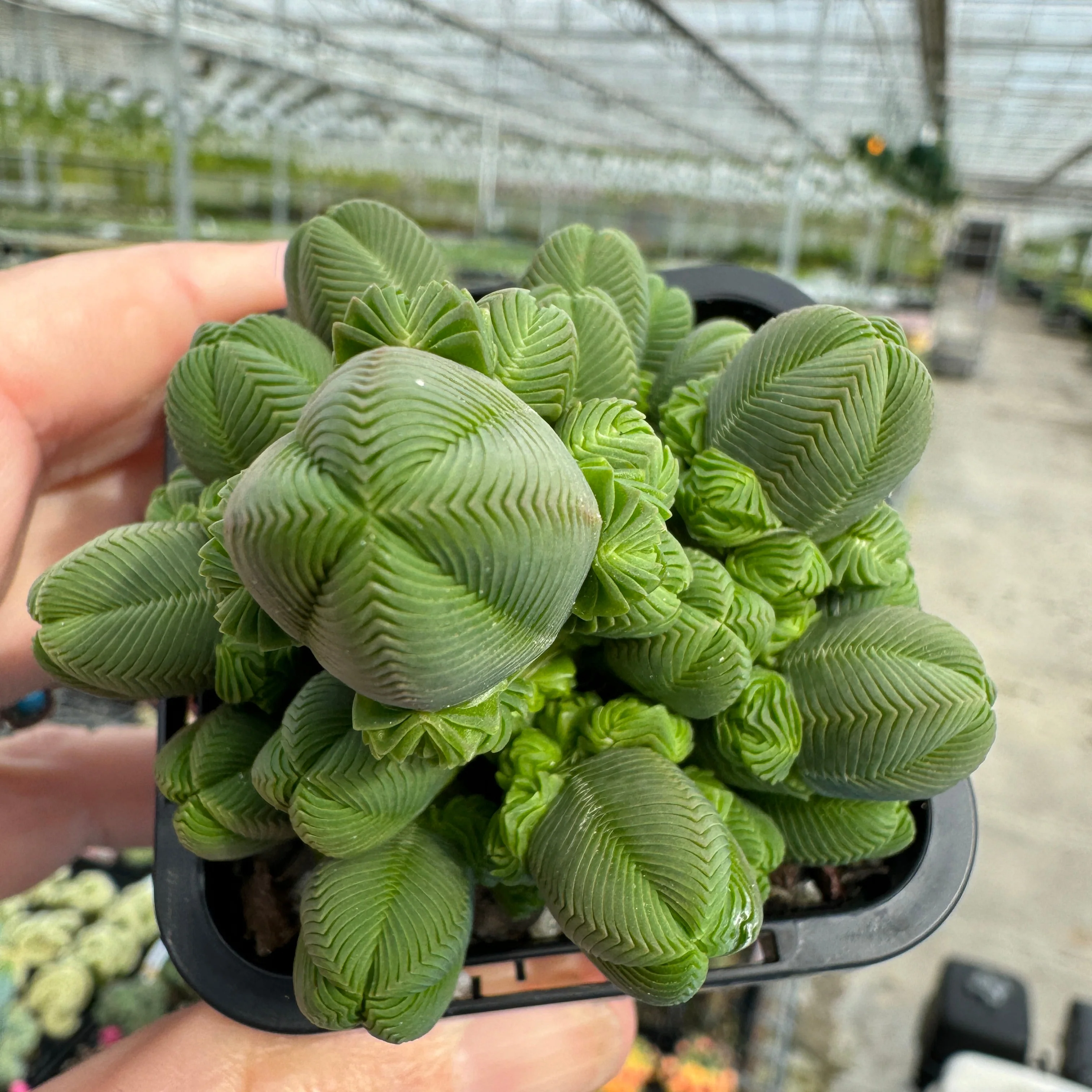 Crassula quadrangularis - Image 6