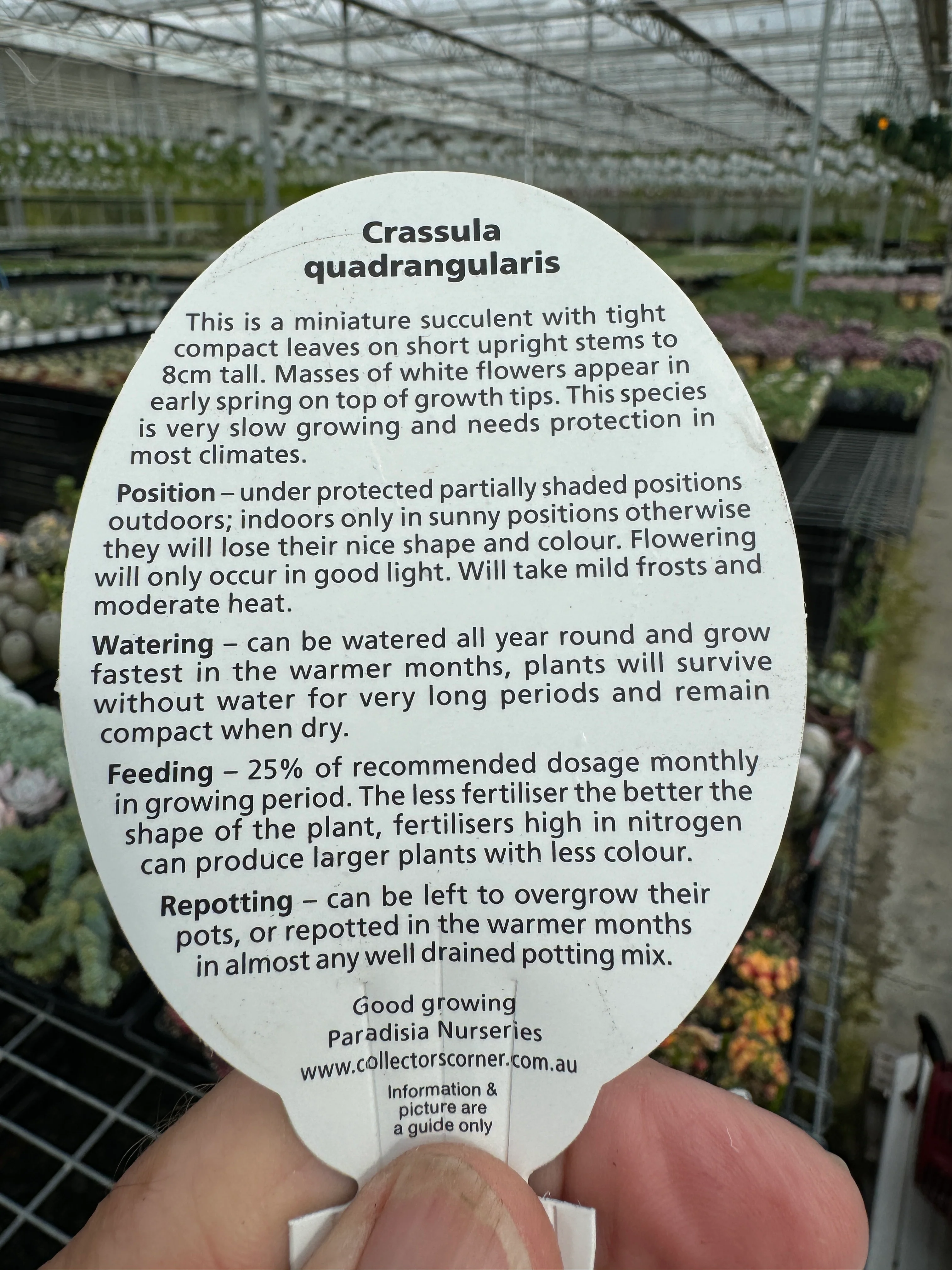 Crassula quadrangularis - Image 7