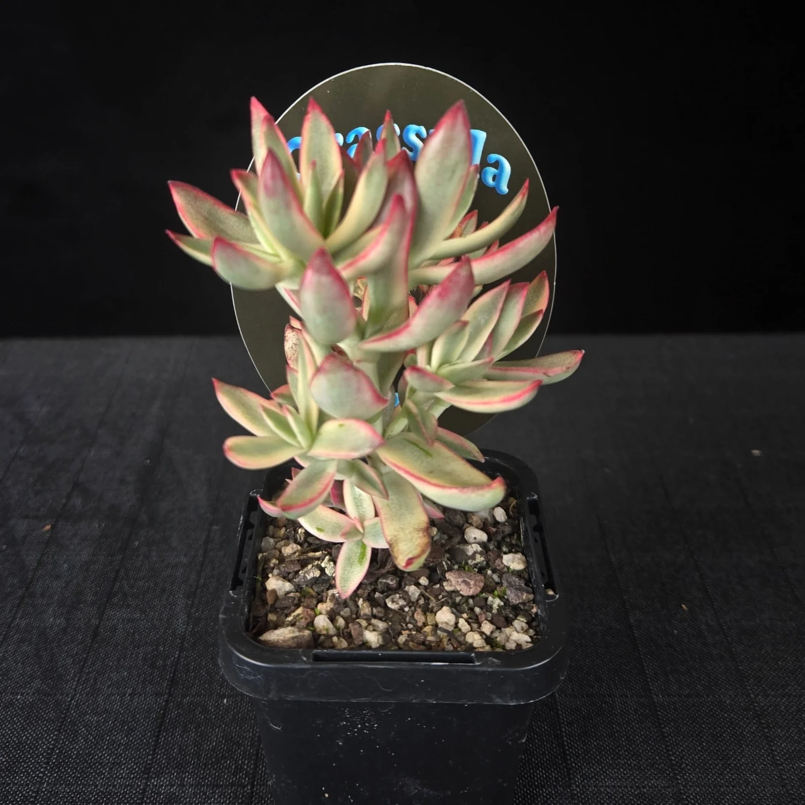Crassula rubricaulis 'Candy Cane' - Image 2