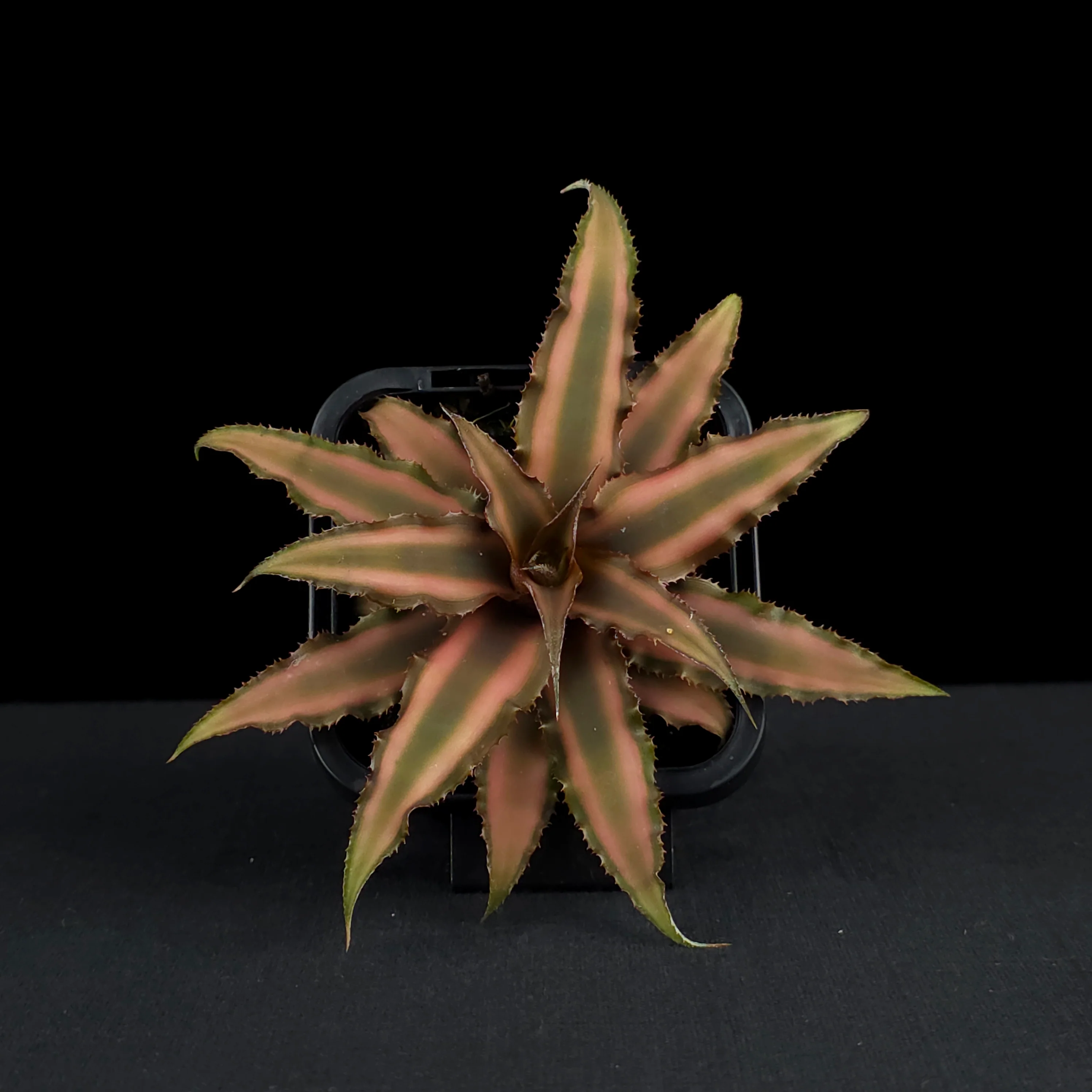 Cryptanthus bivittatus - Earth Star Bromeliad - Image 3