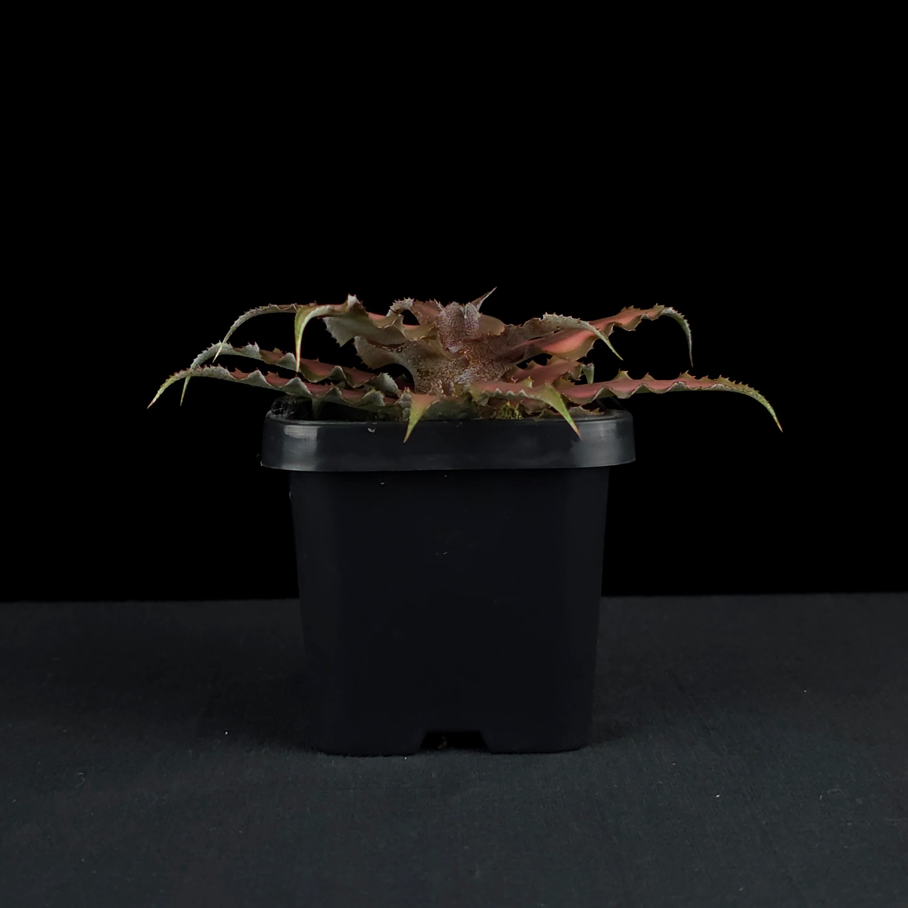 Cryptanthus bivittatus - Earth Star Bromeliad - Image 4