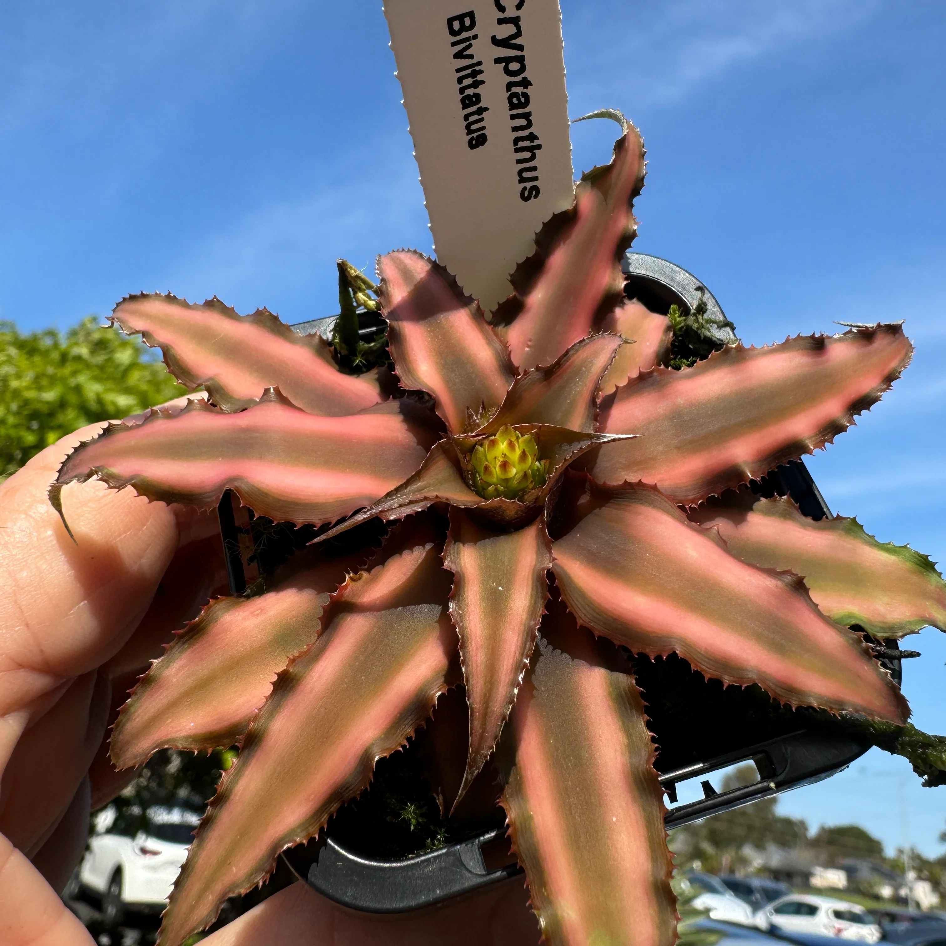 Cryptanthus bivittatus - Earth Star Bromeliad - Image 5