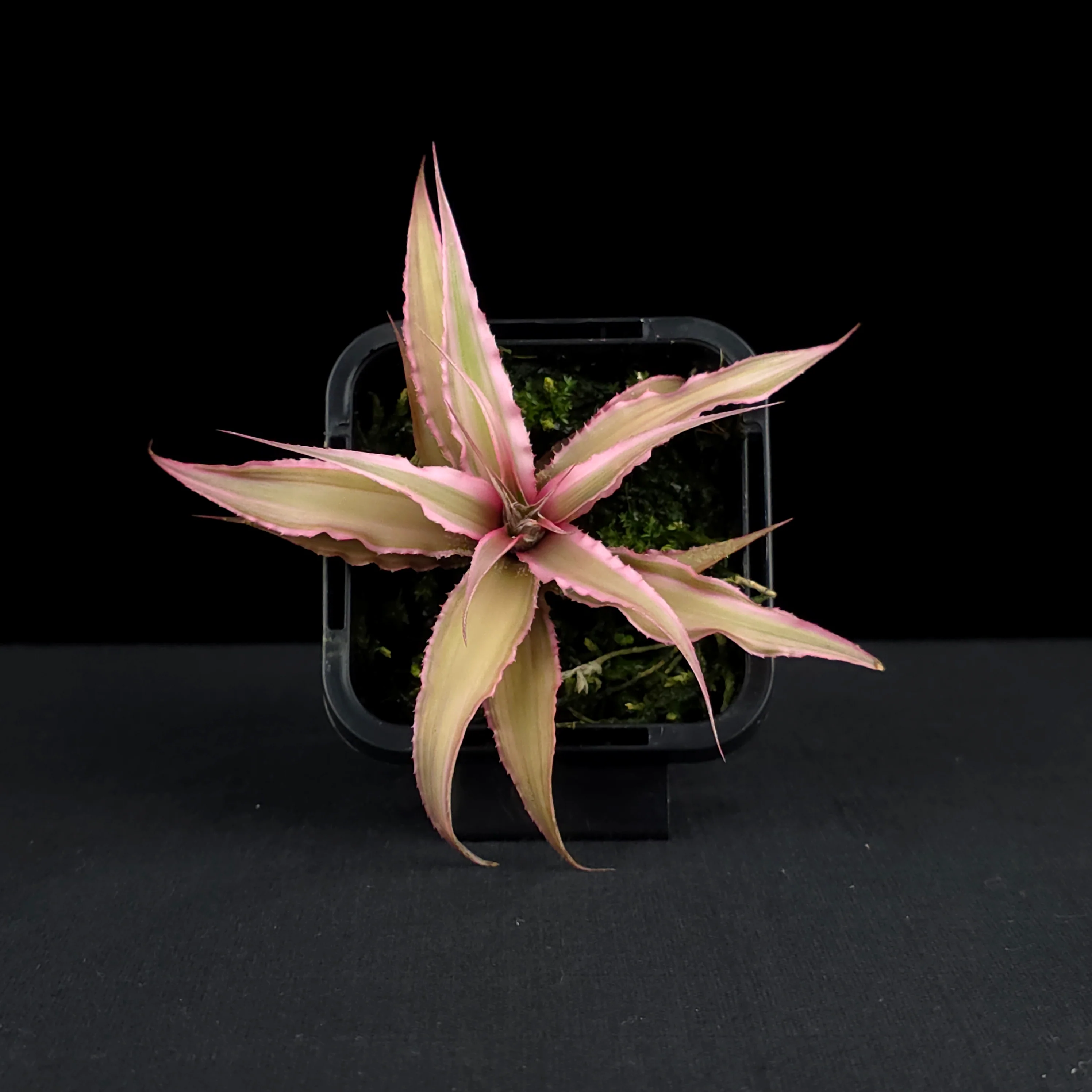 Cryptanthus 'Marian Oppenheimer' - Earth Star Bromeliad - Image 3