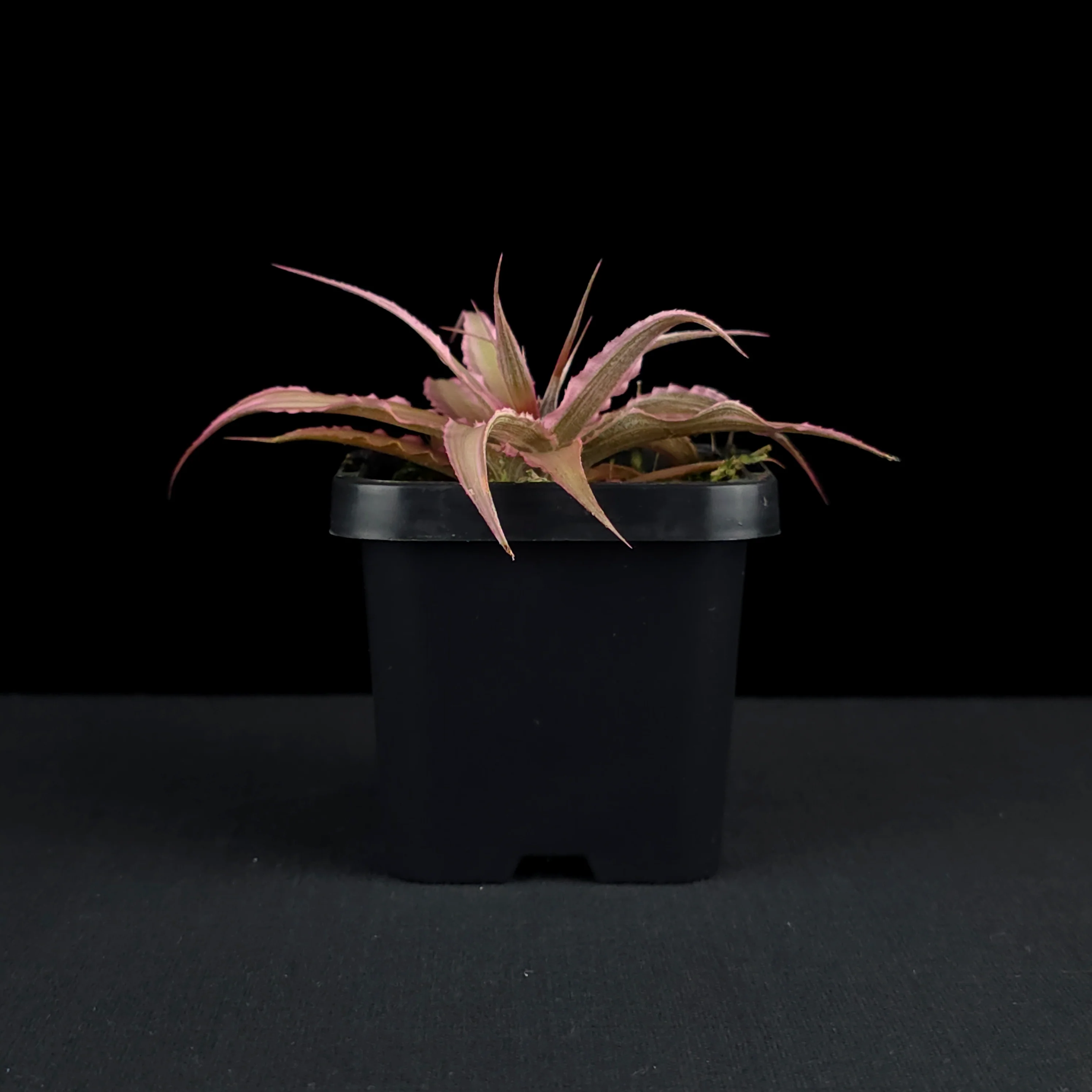 Cryptanthus 'Marian Oppenheimer' - Earth Star Bromeliad - Image 4