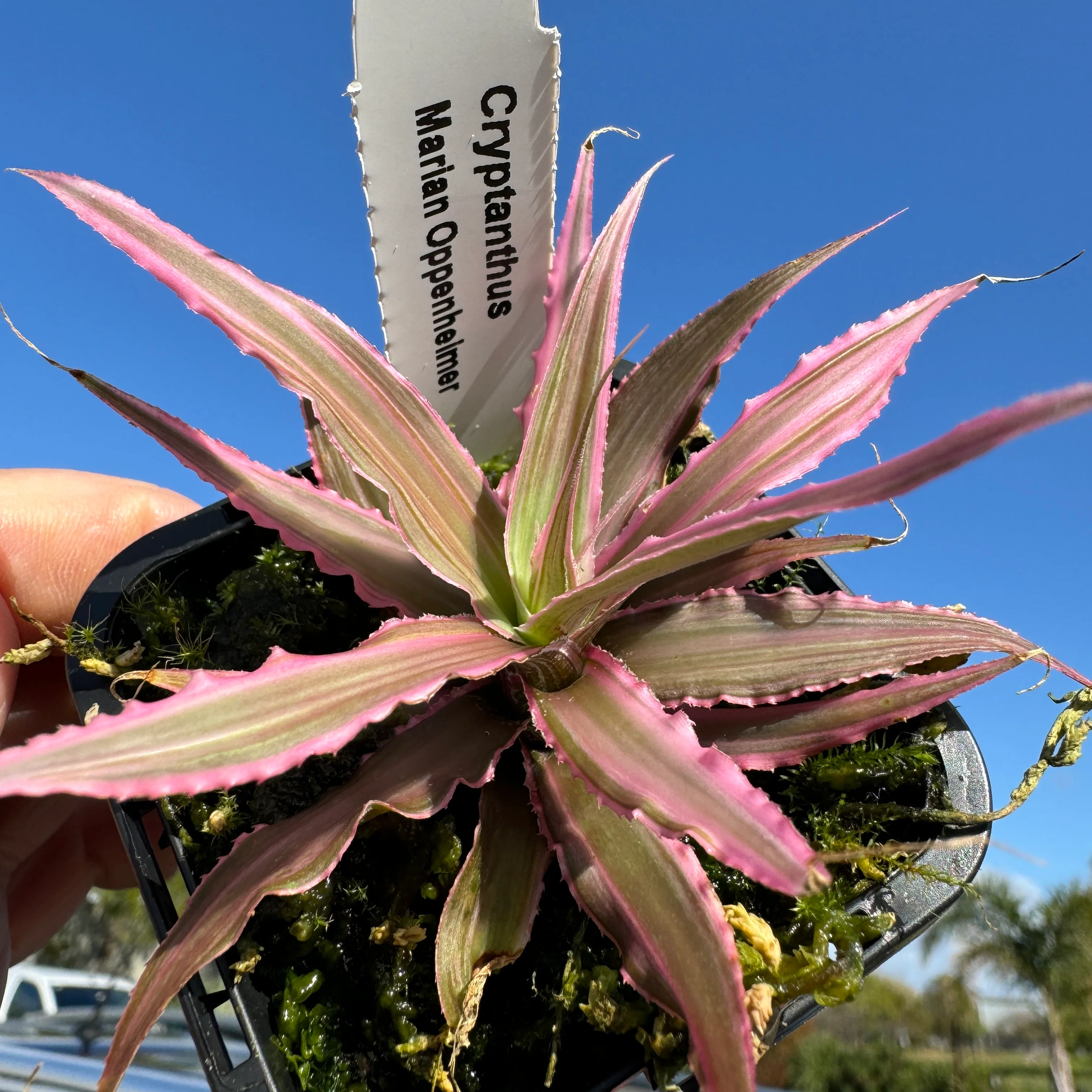 Cryptanthus 'Marian Oppenheimer' - Earth Star Bromeliad - Image 5