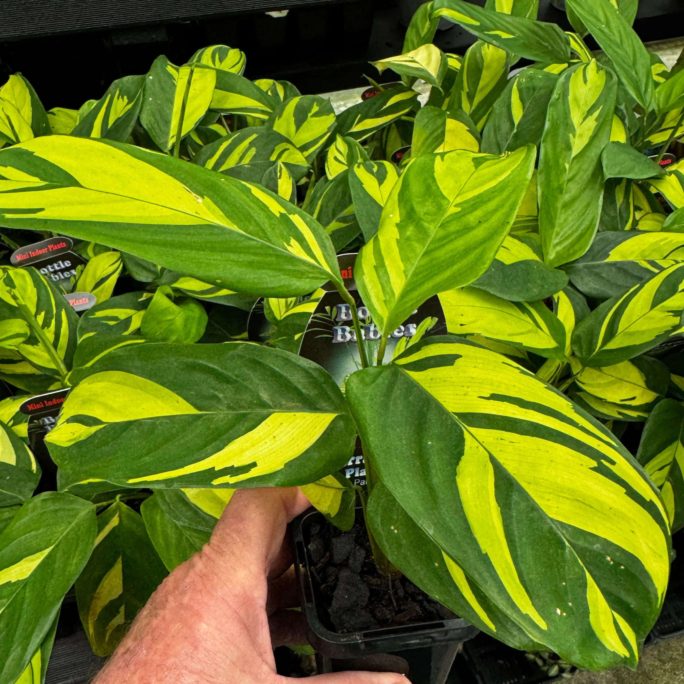 Ctenanthe lubbersiana 'Golden Mosaic' - Image 2