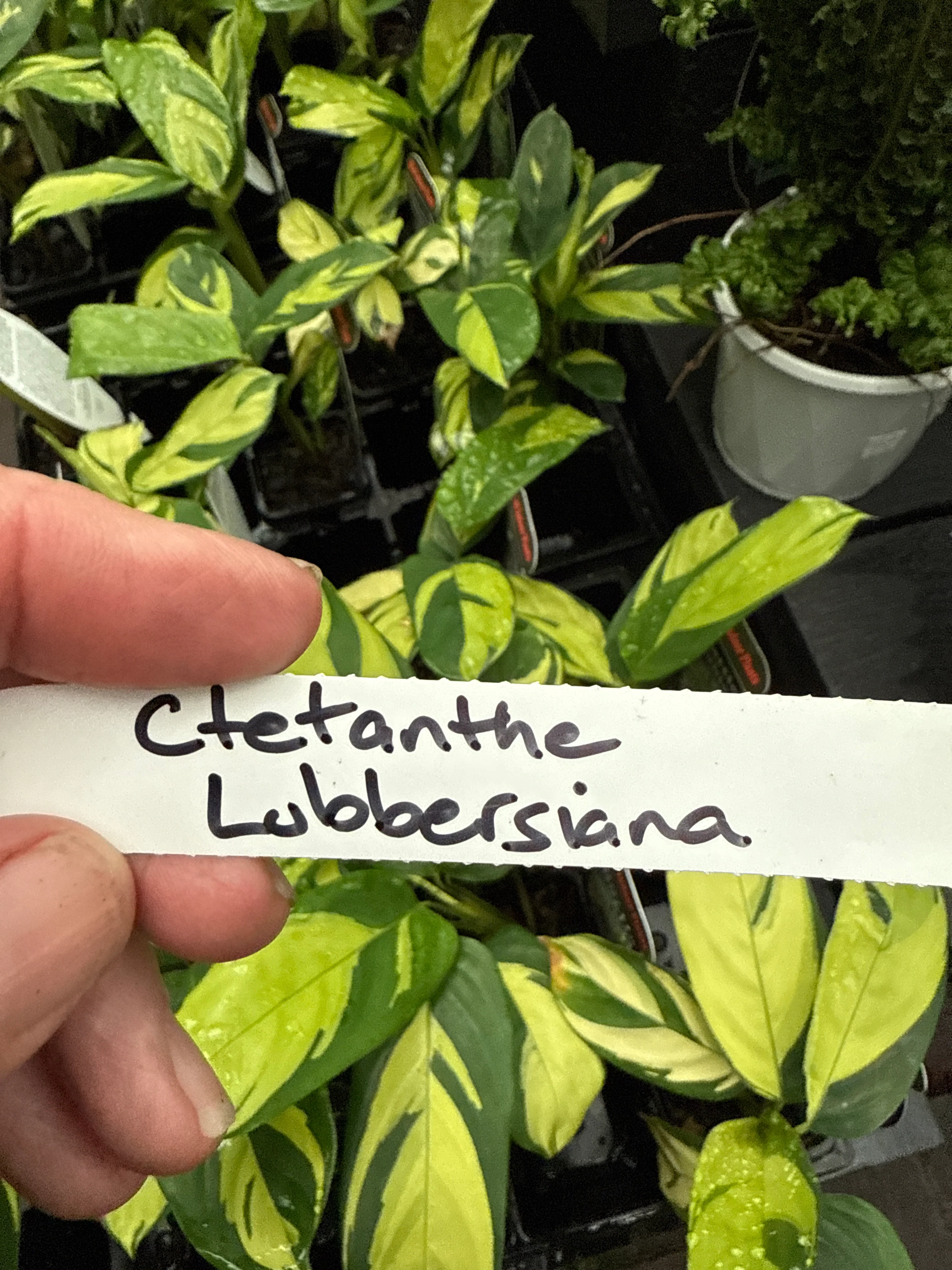 Ctenanthe lubbersiana 'Golden Mosaic' - Image 3