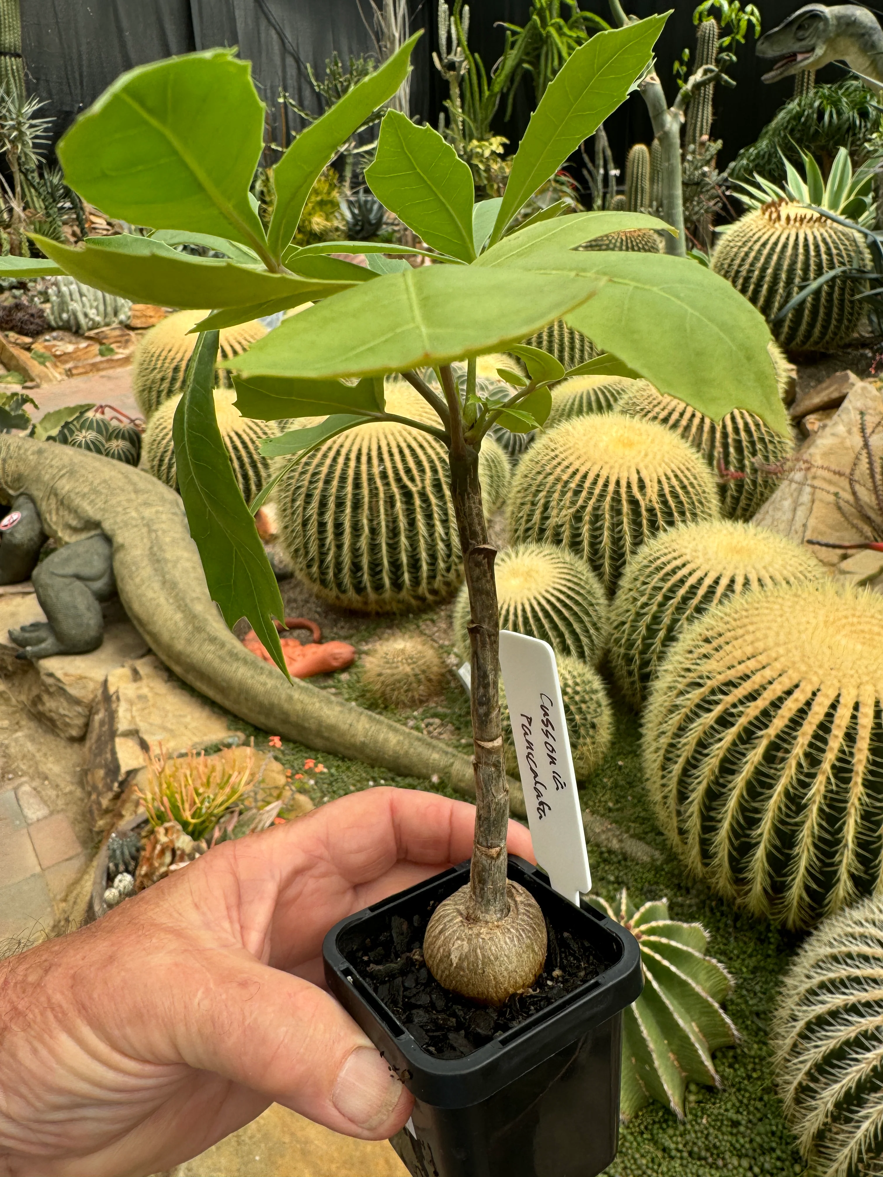 Cussonia paniculata - Mountain Cabbage Tree