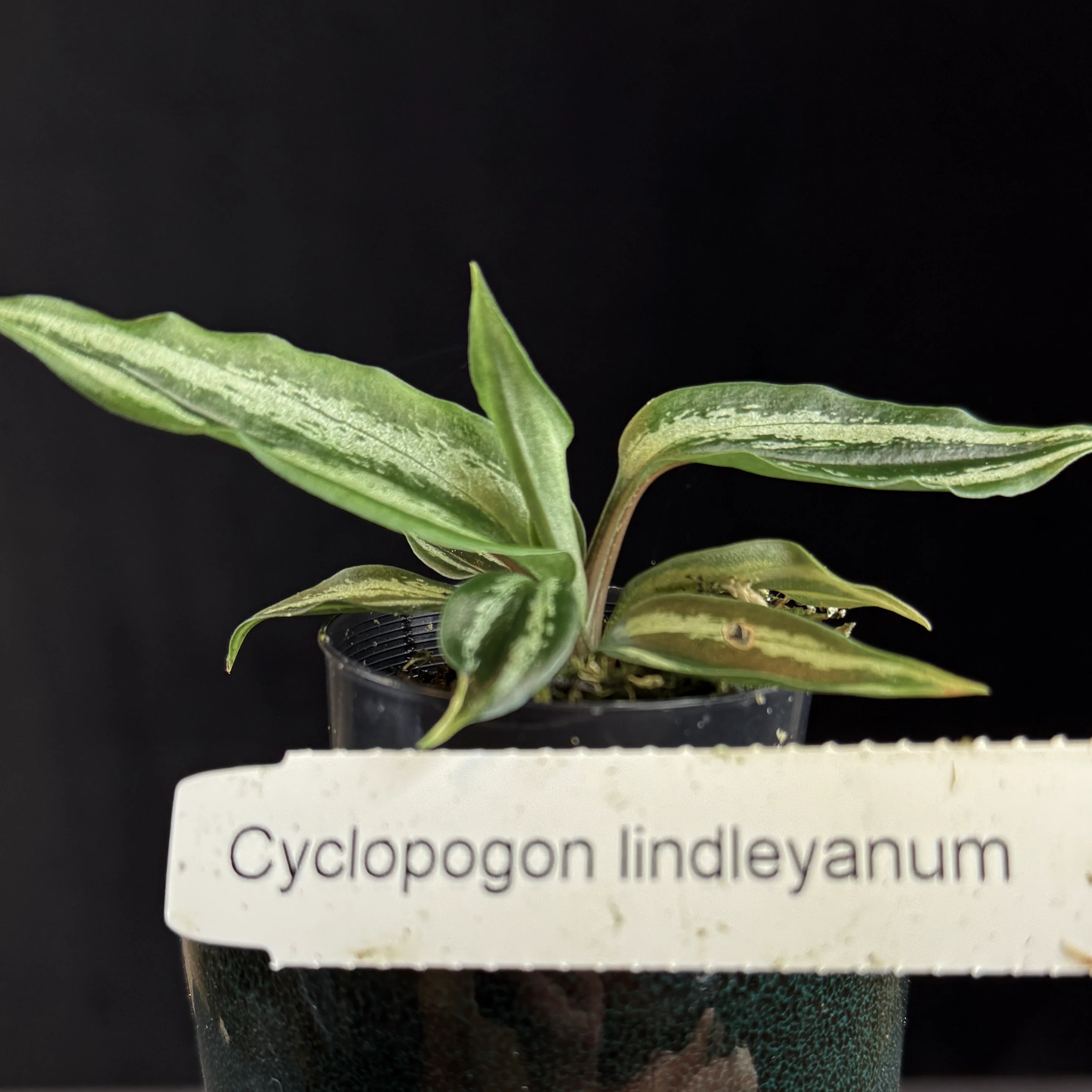 Cyclopogon lindleyanum - Image 3