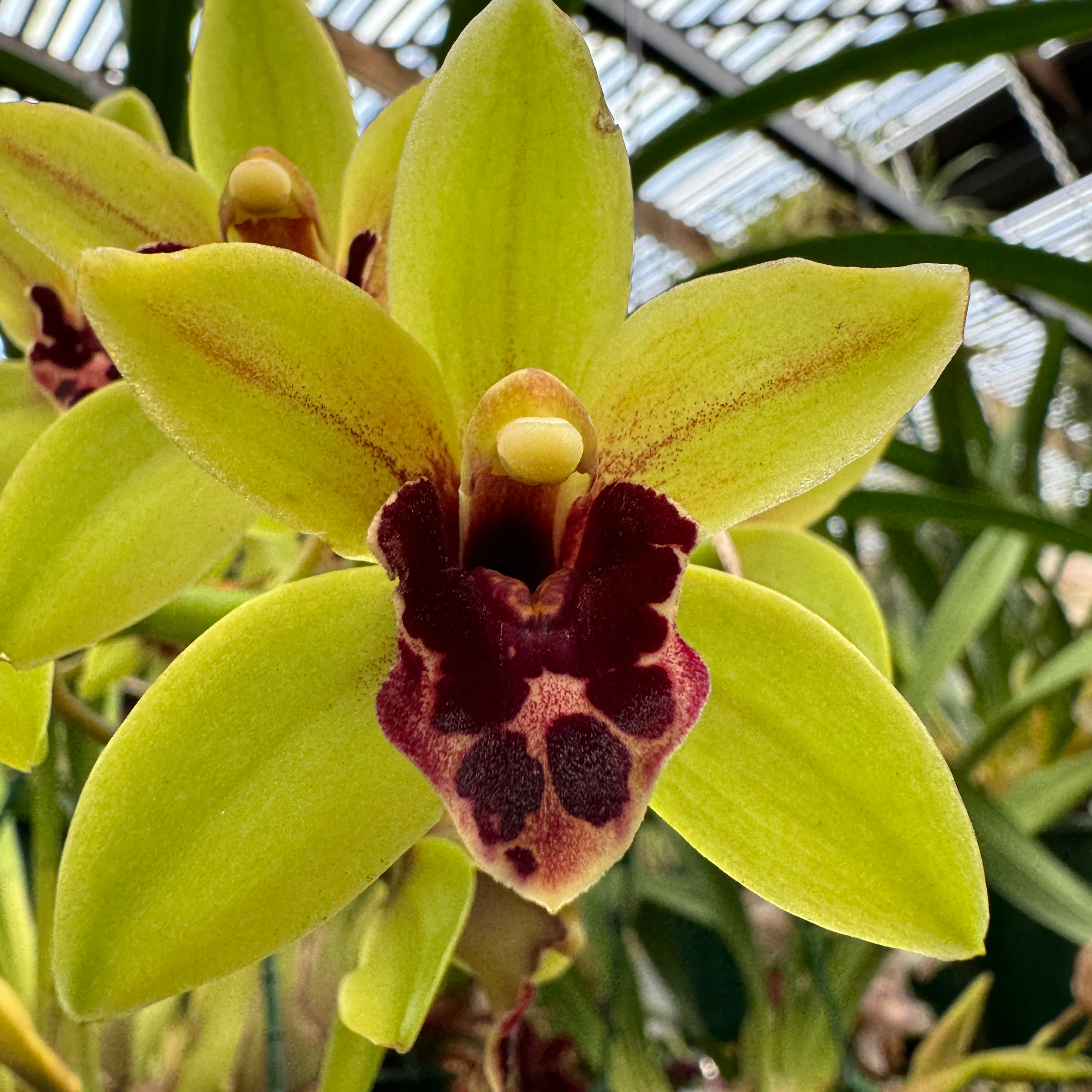 Cymbidium (((Ken Gorey x Borough Green) x pumilum) x devonianum) 'Afterglow'
