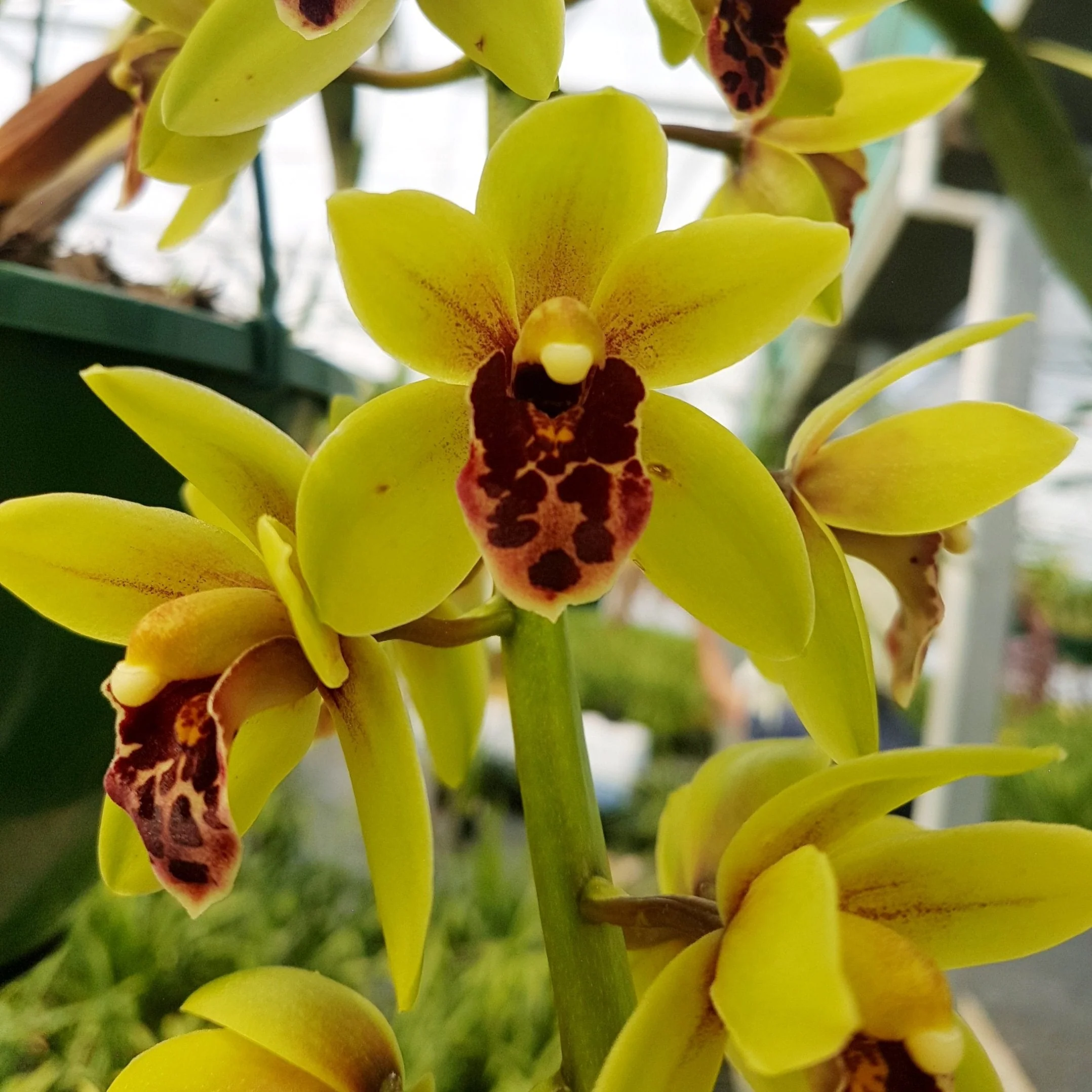 Cymbidium (((Ken Gorey x Borough Green) x pumilum) x devonianum) 'Afterglow' - Image 2