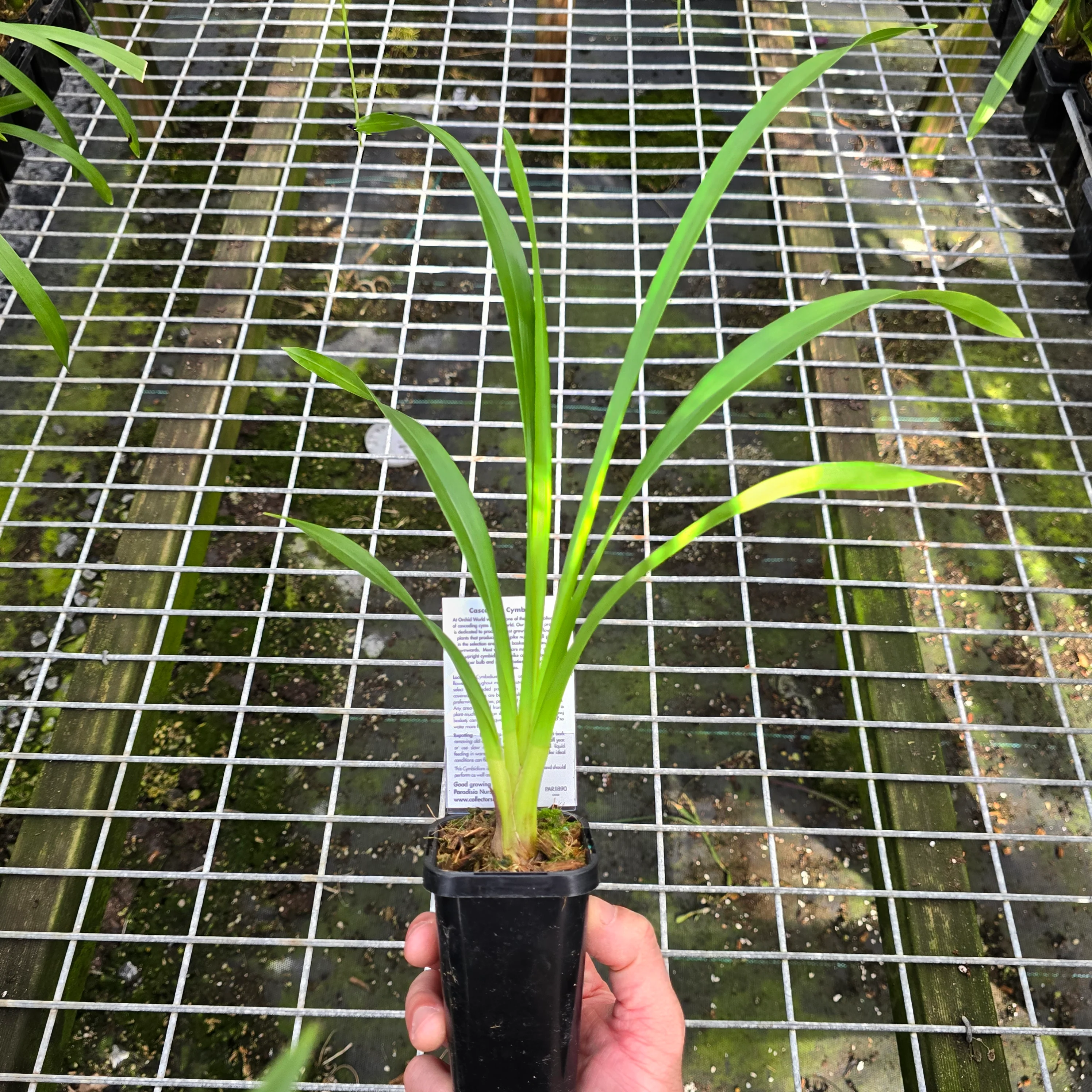 Cymbidium (((Ken Gorey x Borough Green) x pumilum) x devonianum) 'Afterglow' - Image 4