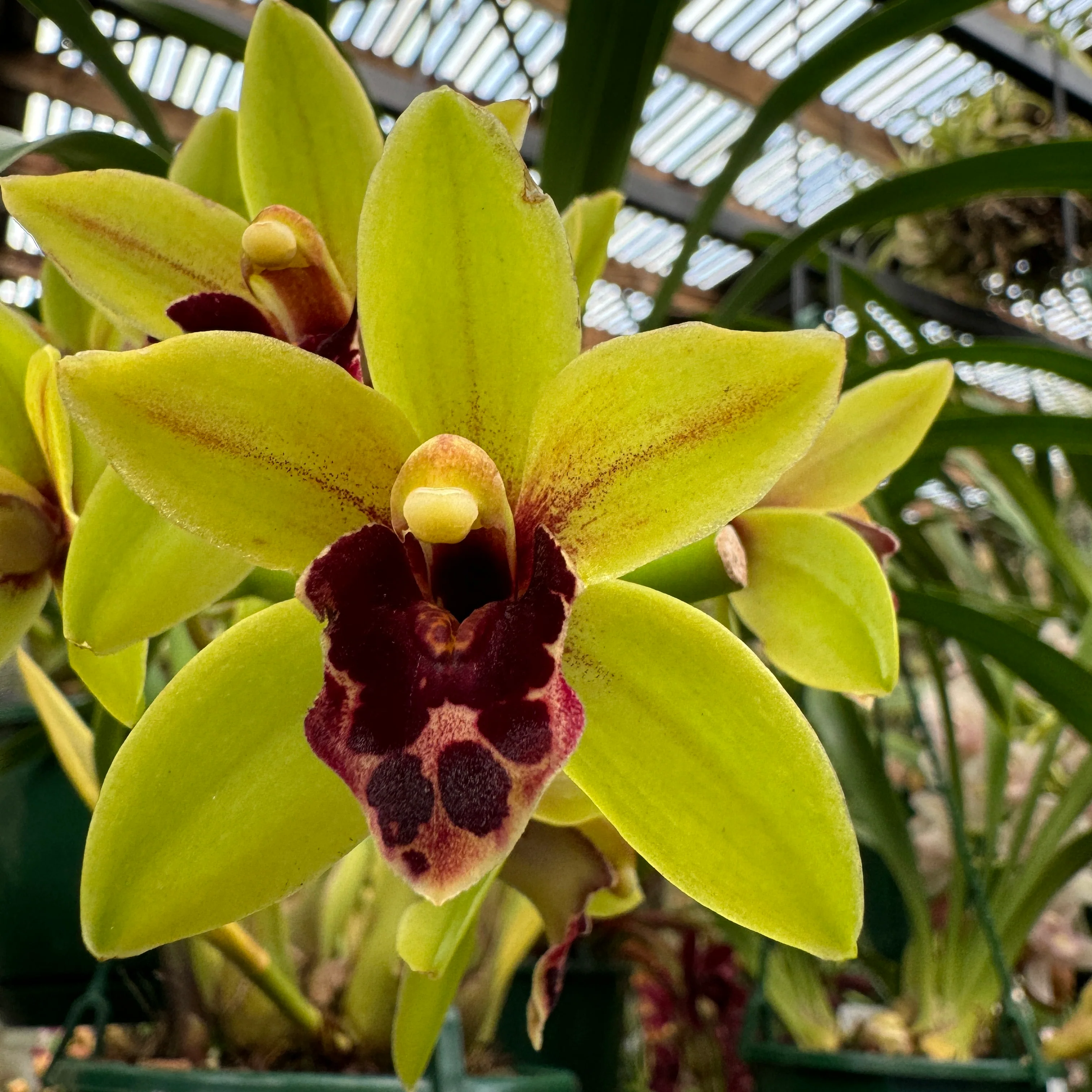 Cymbidium (((Ken Gorey x Borough Green) x pumilum) x devonianum) 'Afterglow' - Image 5