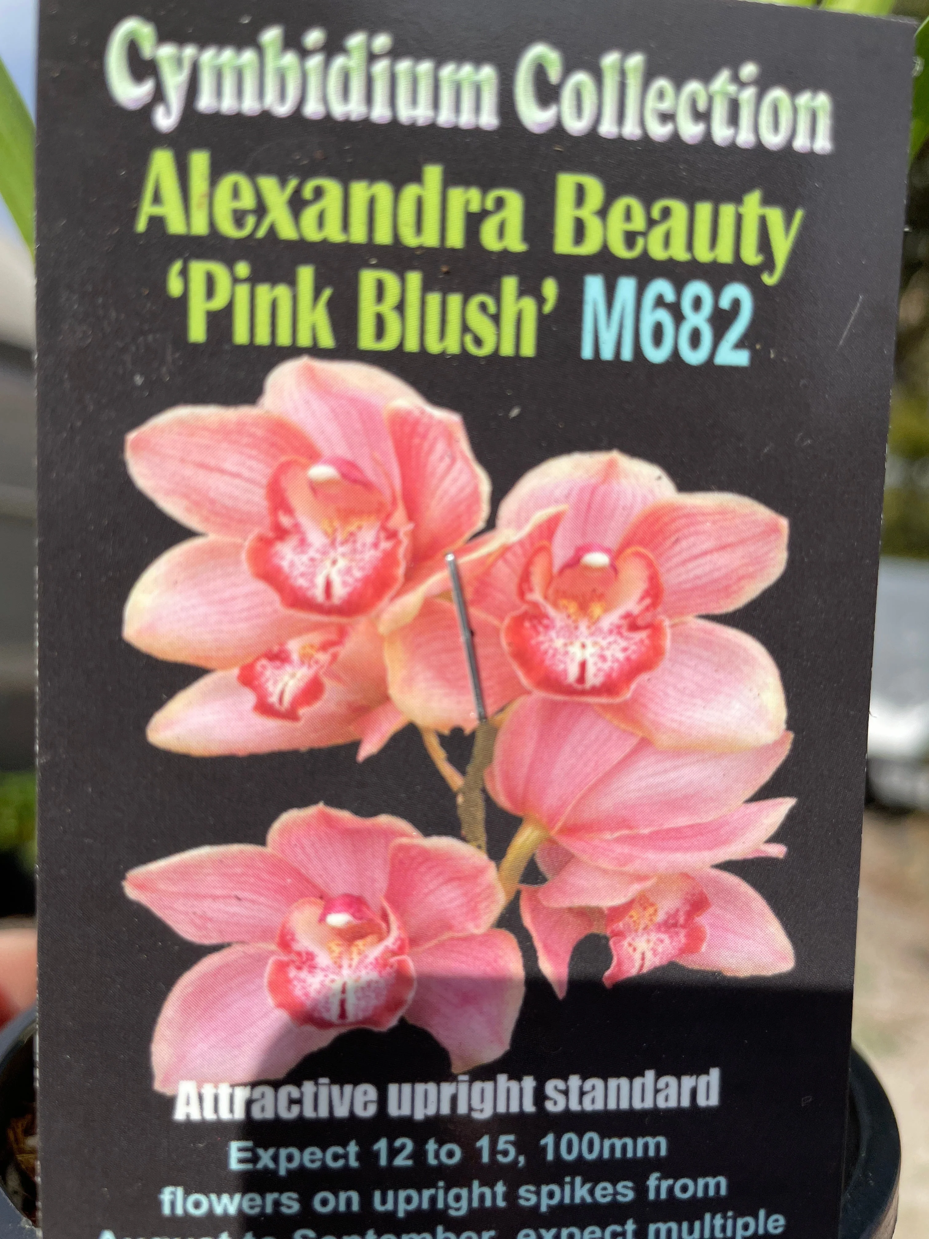 Cymbidium Alexandra Beauty 'Pink Blush' - Image 2