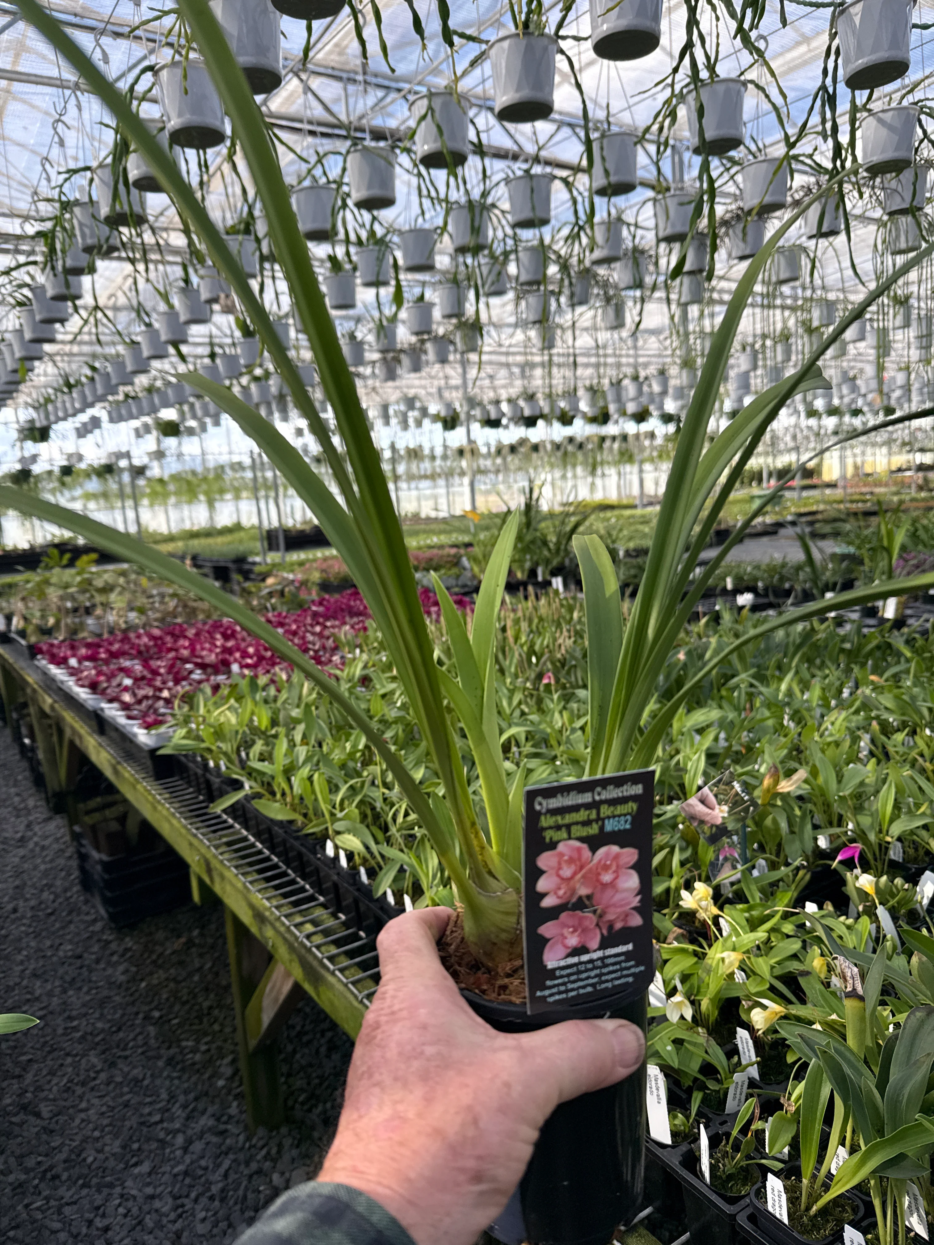 Cymbidium Alexandra Beauty 'Pink Blush' - Image 3