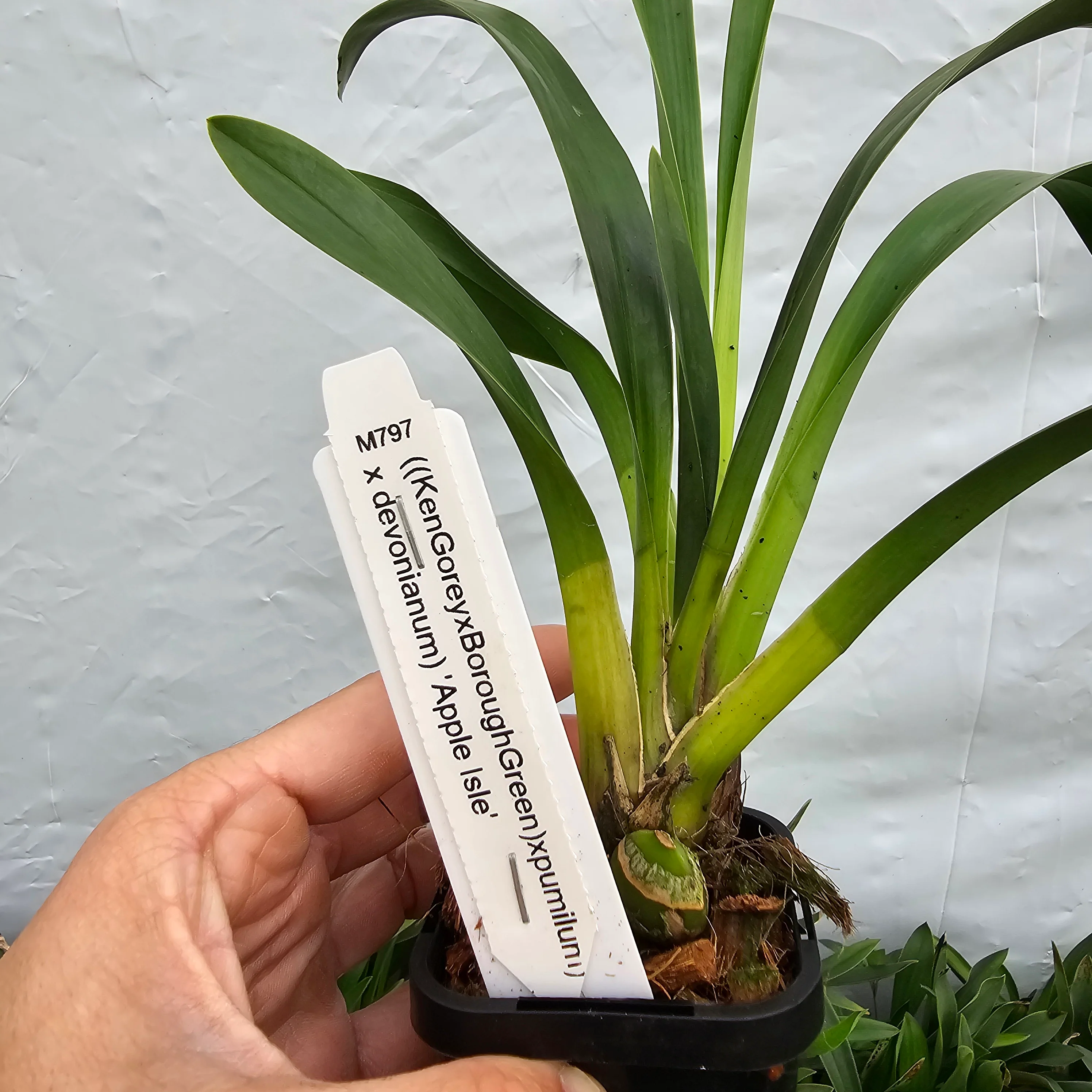 Cymbidium ((Ken Gorey x Borough Green) x pumilum) 'Apple Isle'