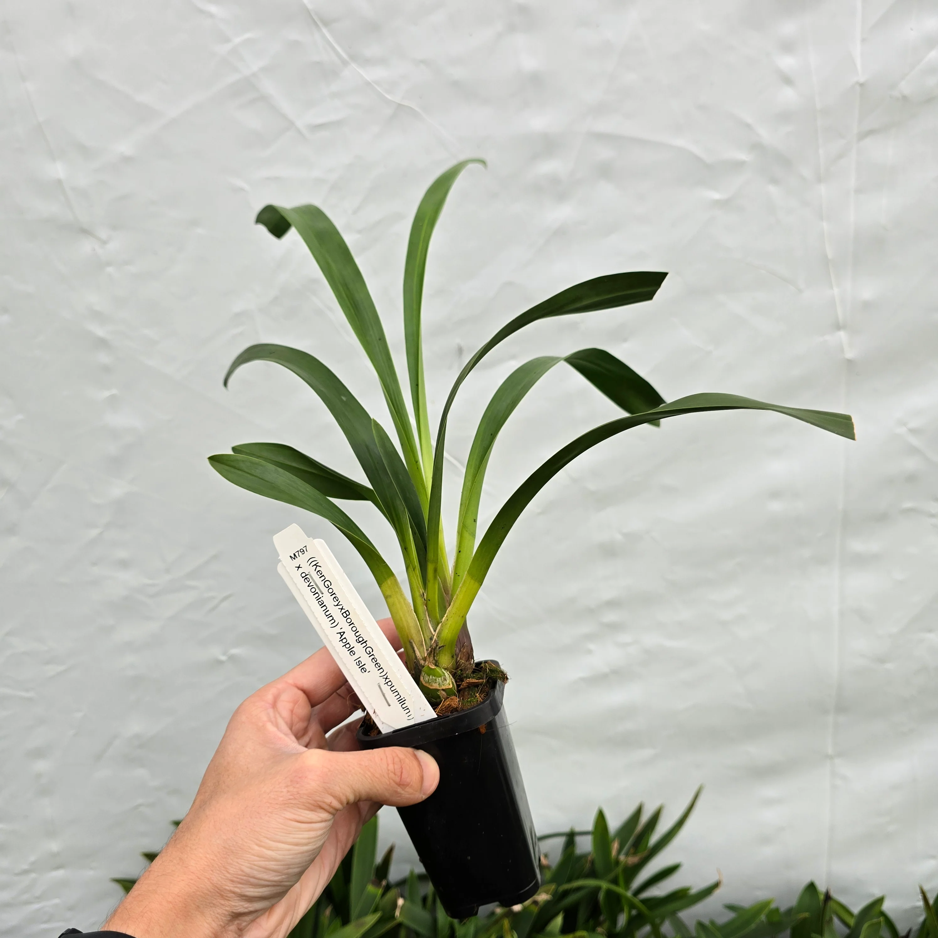 Cymbidium ((Ken Gorey x Borough Green) x pumilum) 'Apple Isle' - Image 2
