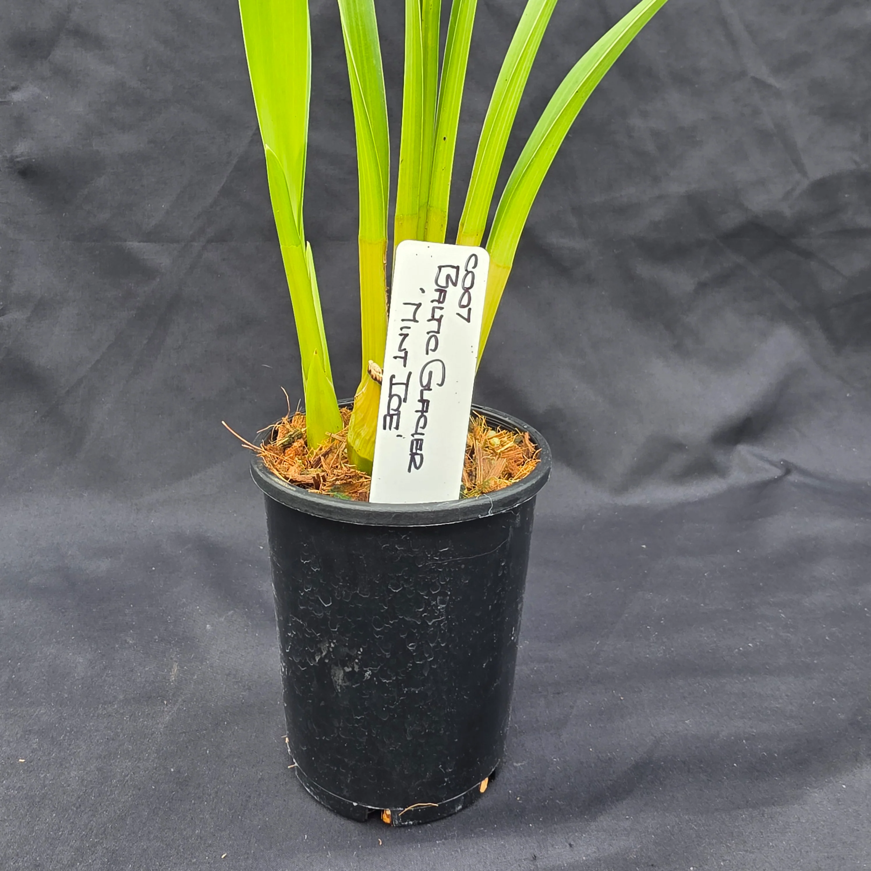 Cymbidium Baltic Glacier 'Mint Ice' - Image 2