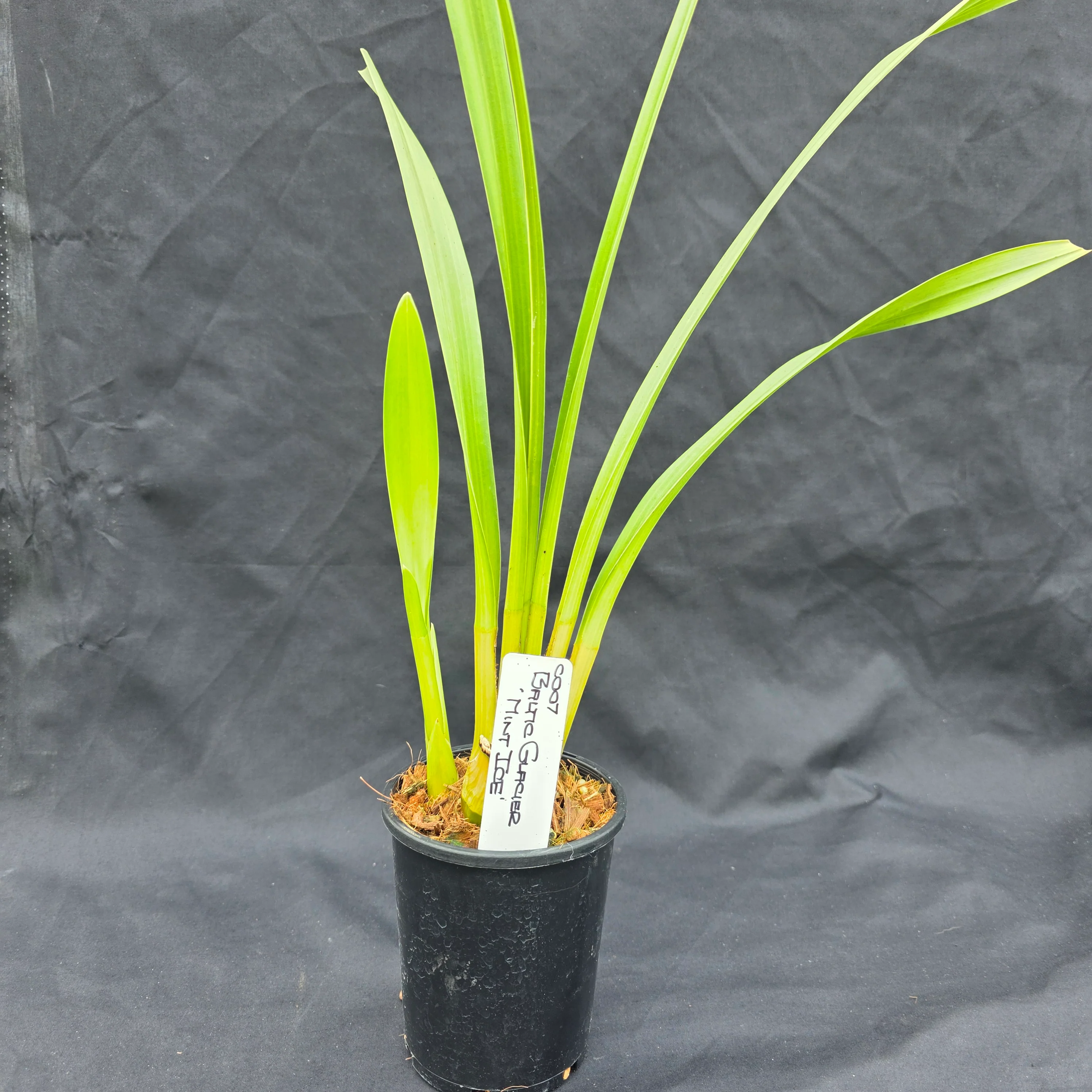 Cymbidium Baltic Glacier 'Mint Ice' - Image 3