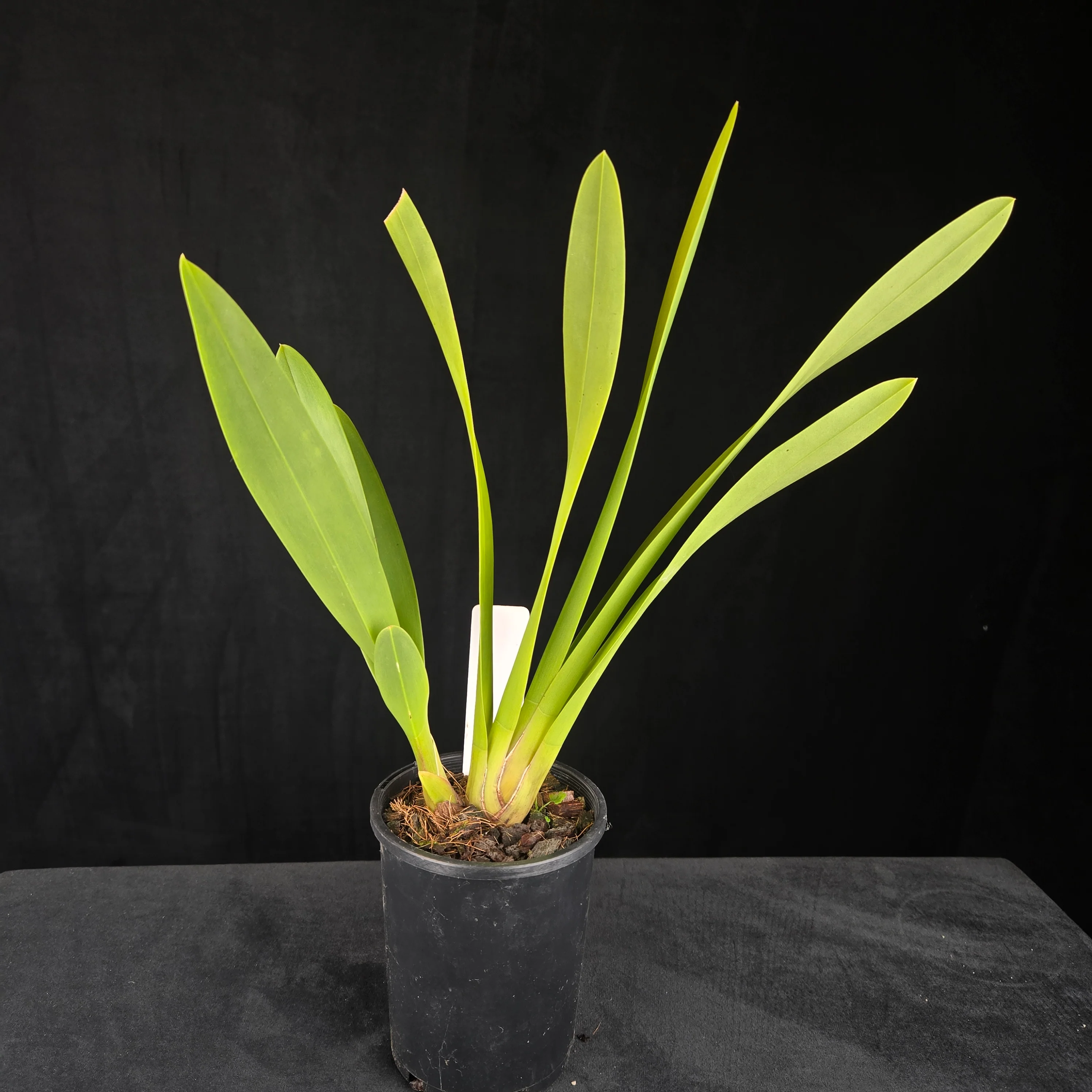 Cymbidium Black Stump '63 not out' - Image 3