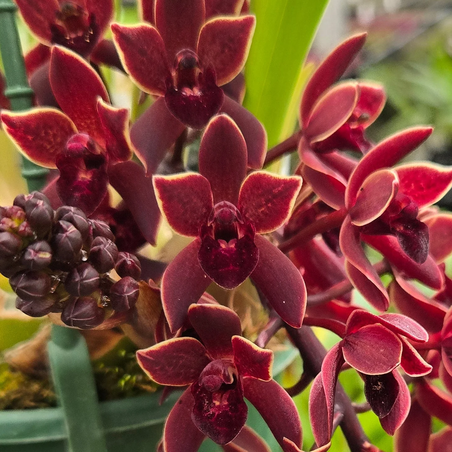 Cymbidium Black Stump ‘Come In Spinner’ × floribundium – Rare Collector’s Cymbidium (One Only)