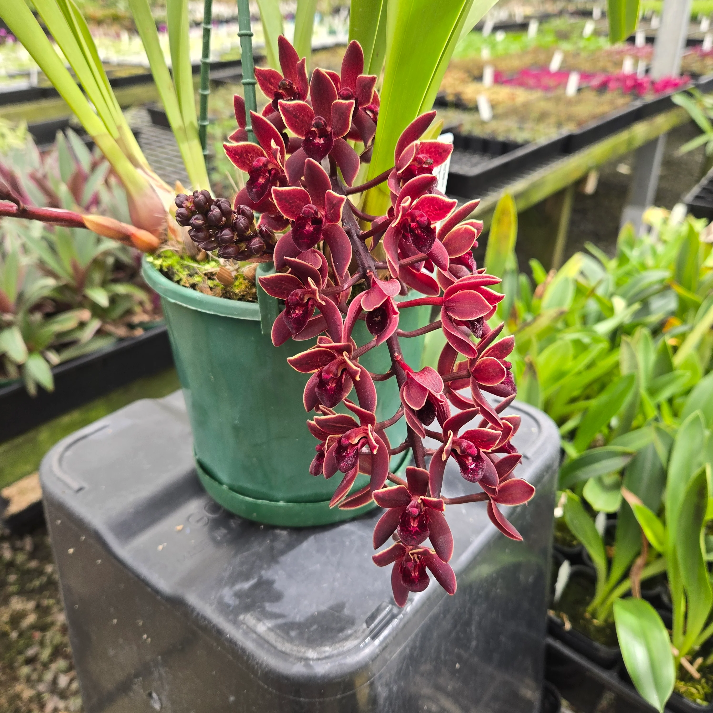 Cymbidium Black Stump ‘Come In Spinner’ × floribundium – Rare Collector’s Cymbidium (One Only) - Image 2