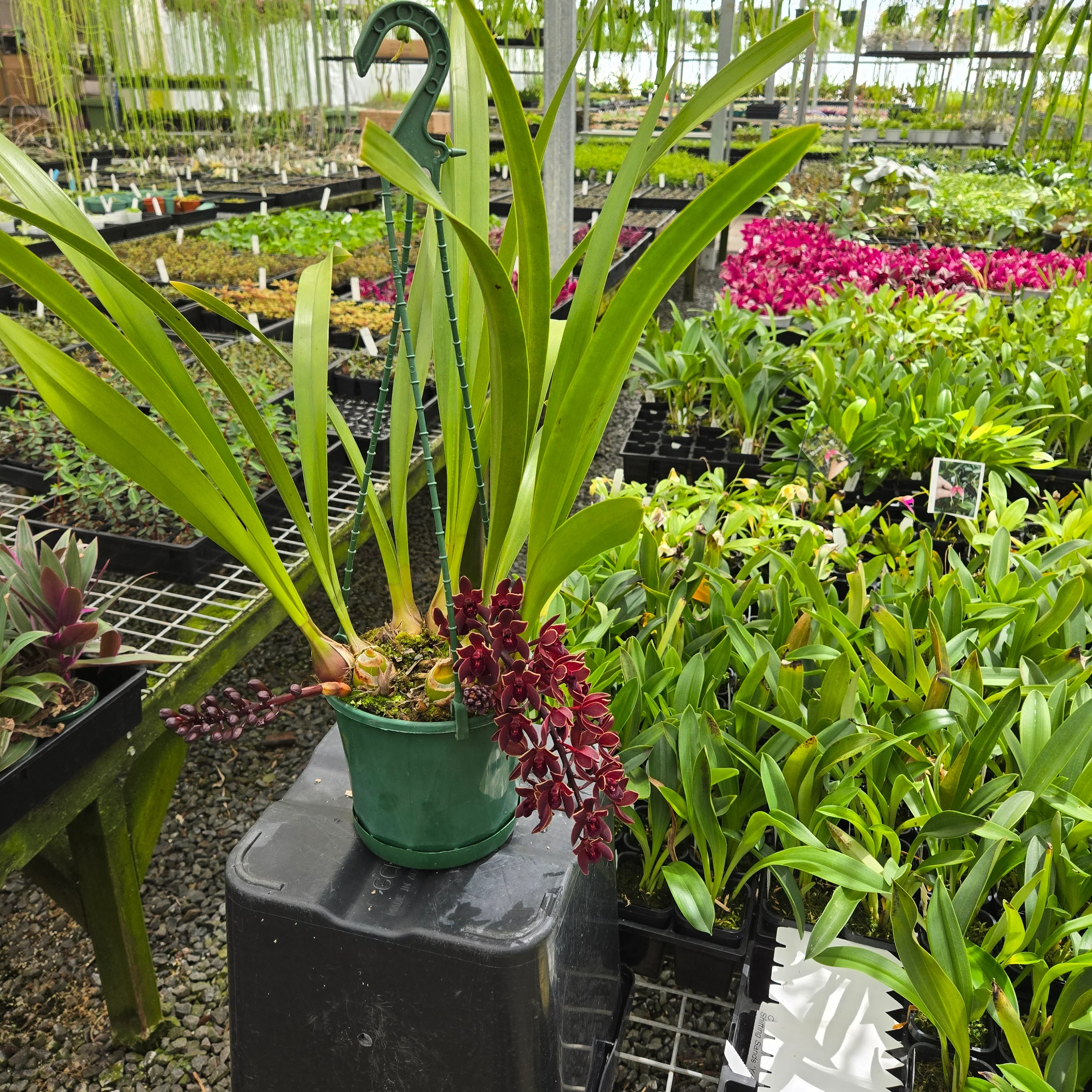Cymbidium Black Stump ‘Come In Spinner’ × floribundium – Rare Collector’s Cymbidium (One Only) - Image 3