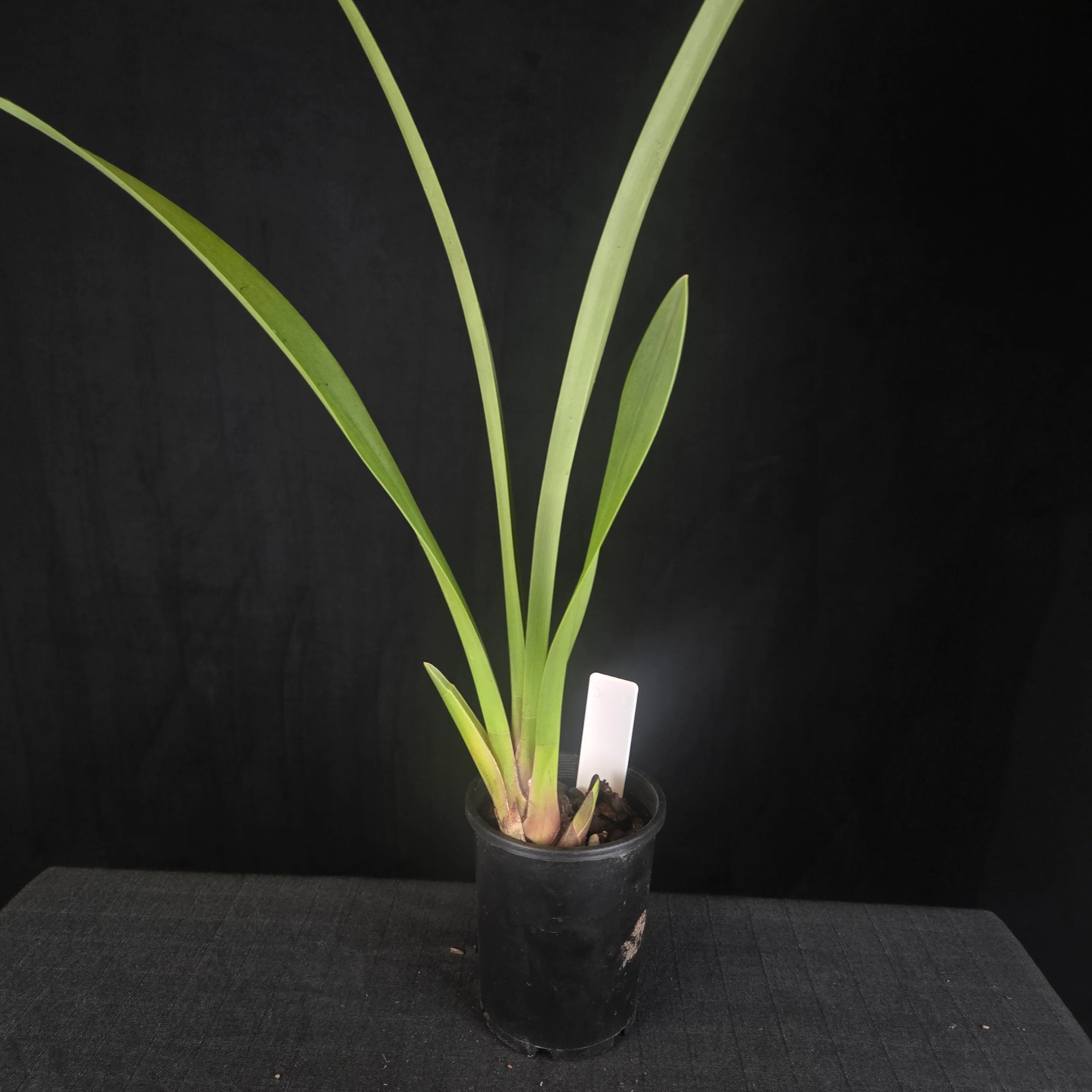 Cymbidium Black Stump 'Howzat' - One Off Special