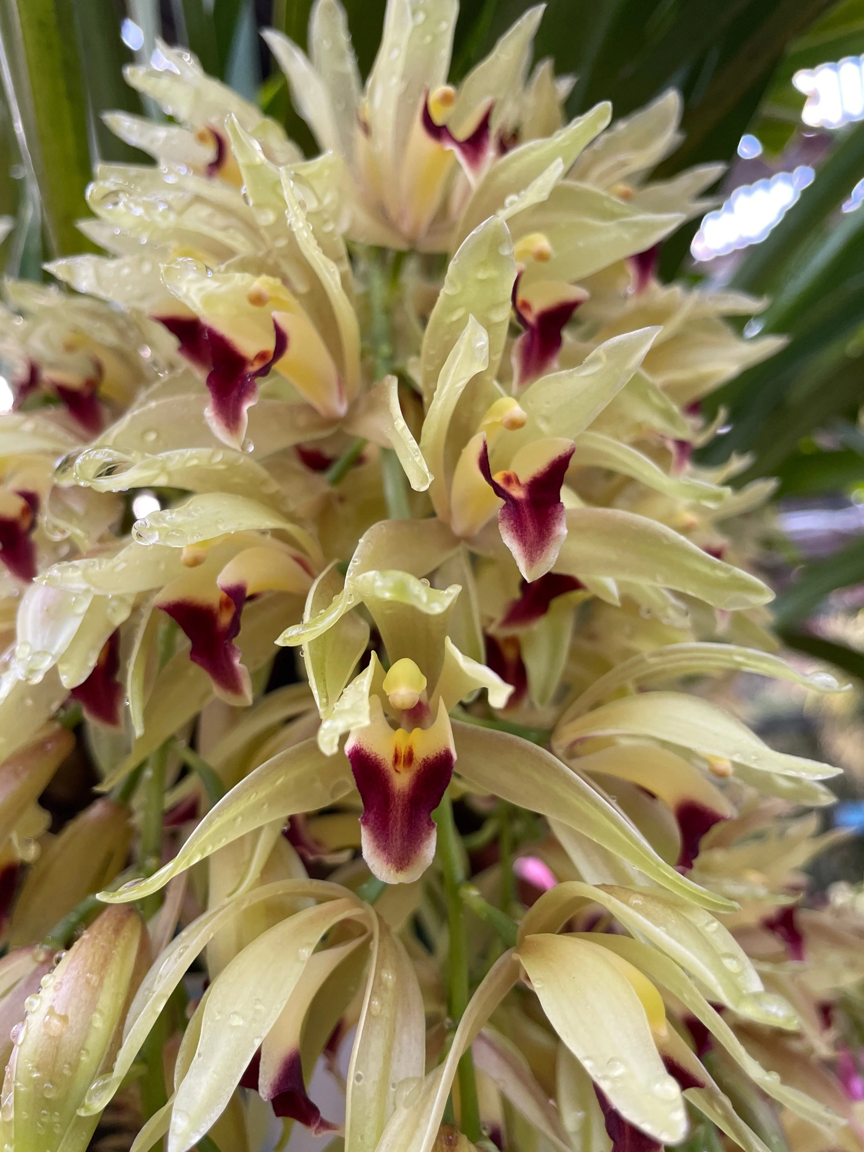 Cymbidium Cariad 'Plush' - Image 3
