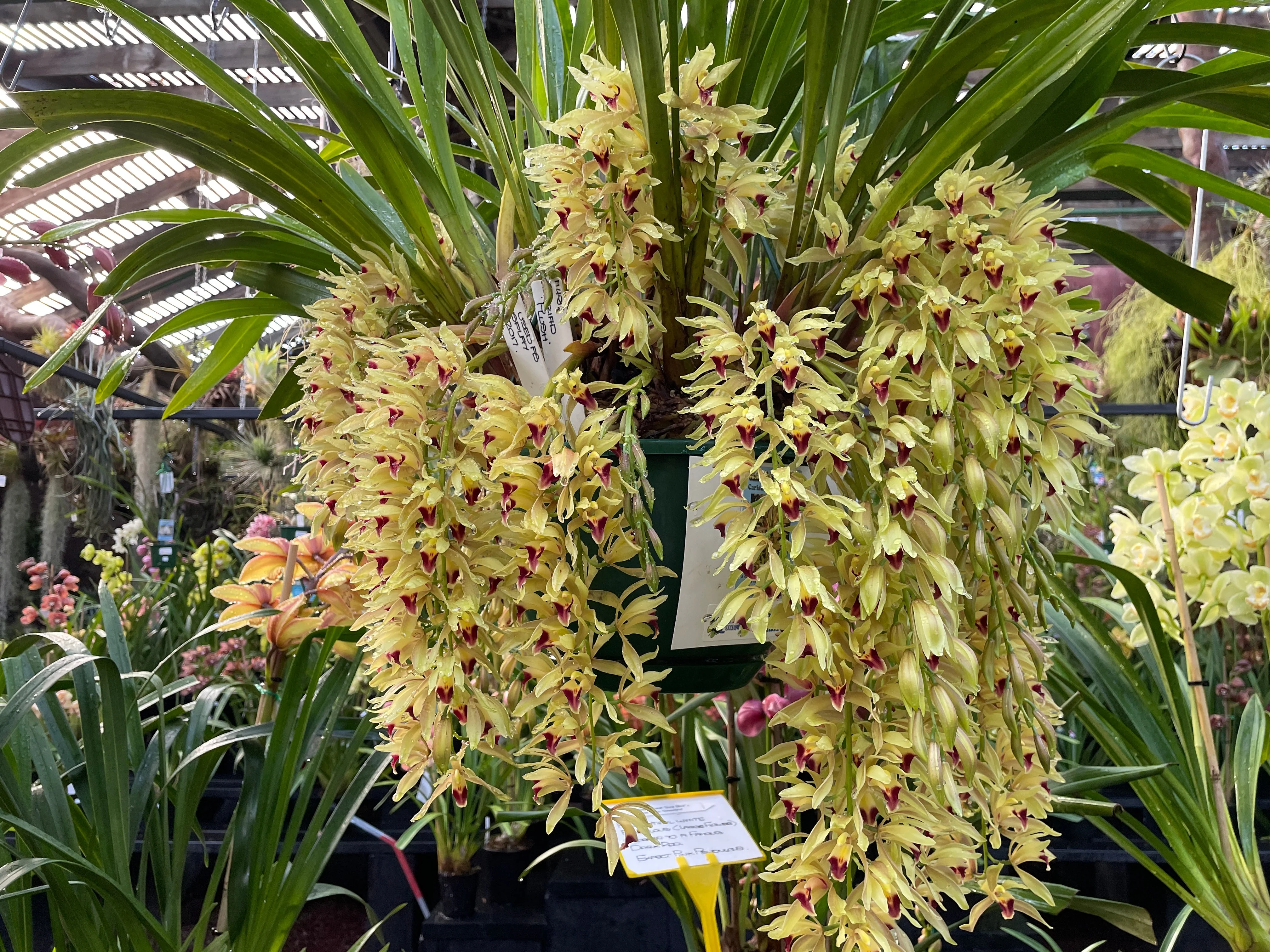 Cymbidium Cariad 'Plush' - Image 4