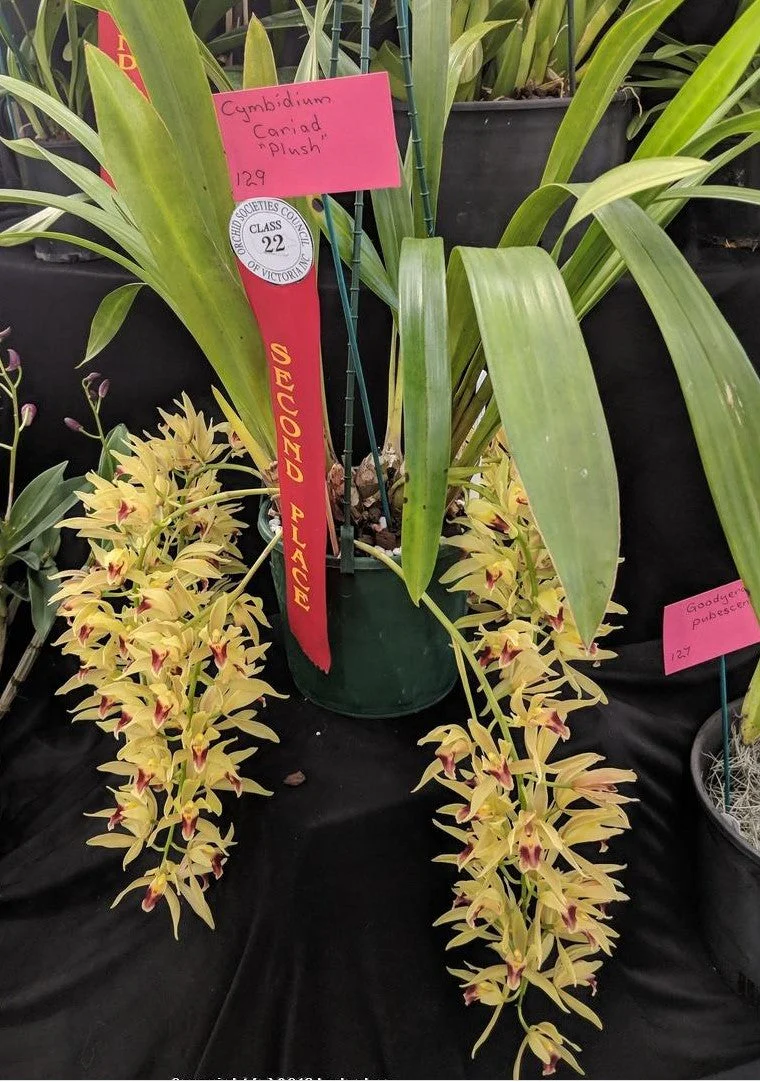 Cymbidium Cariad 'Plush' - Image 5