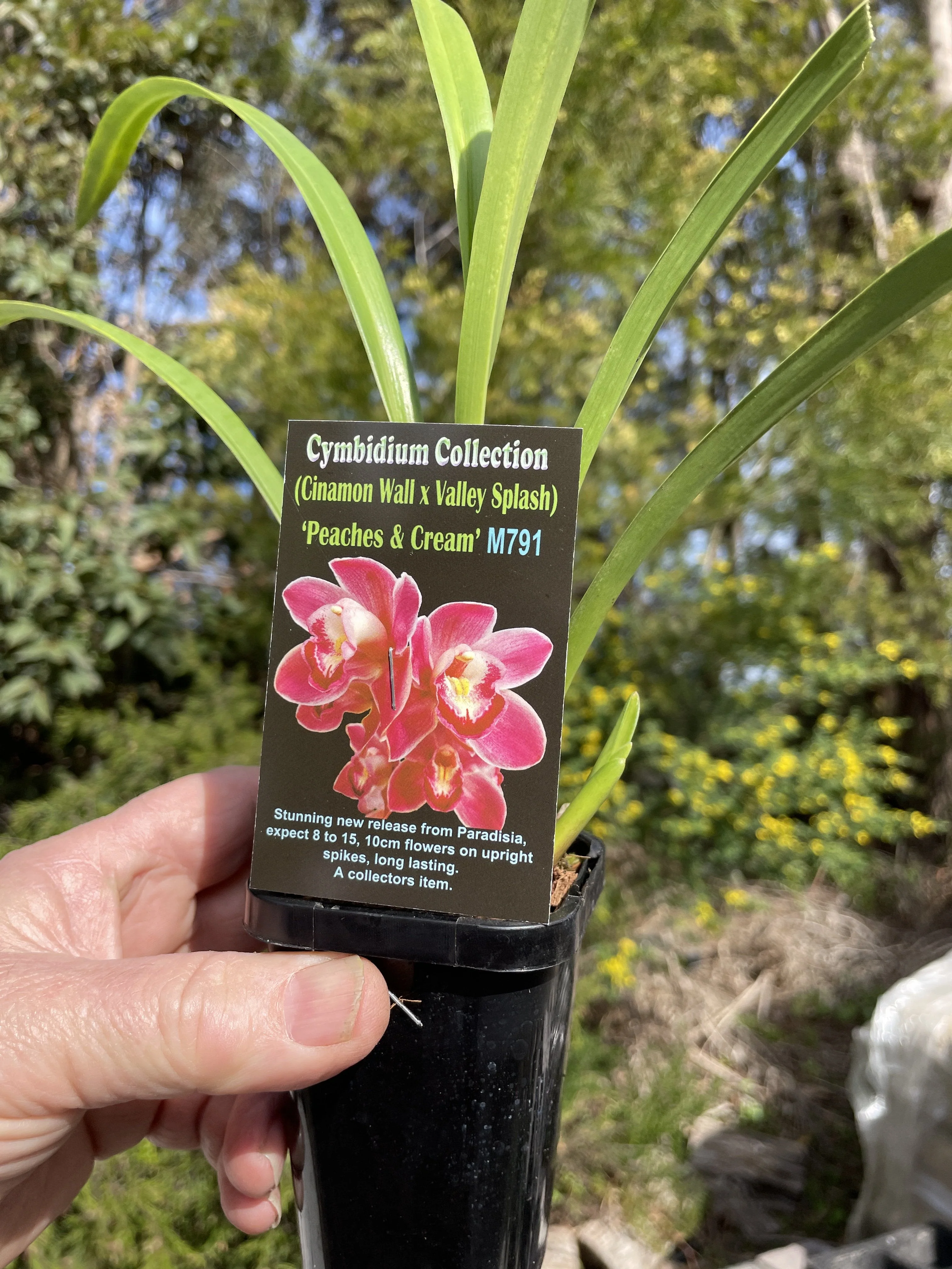 Cymbidium (Cinnamon Wall x Valley Splash) "Peaches and Cream' - Image 2