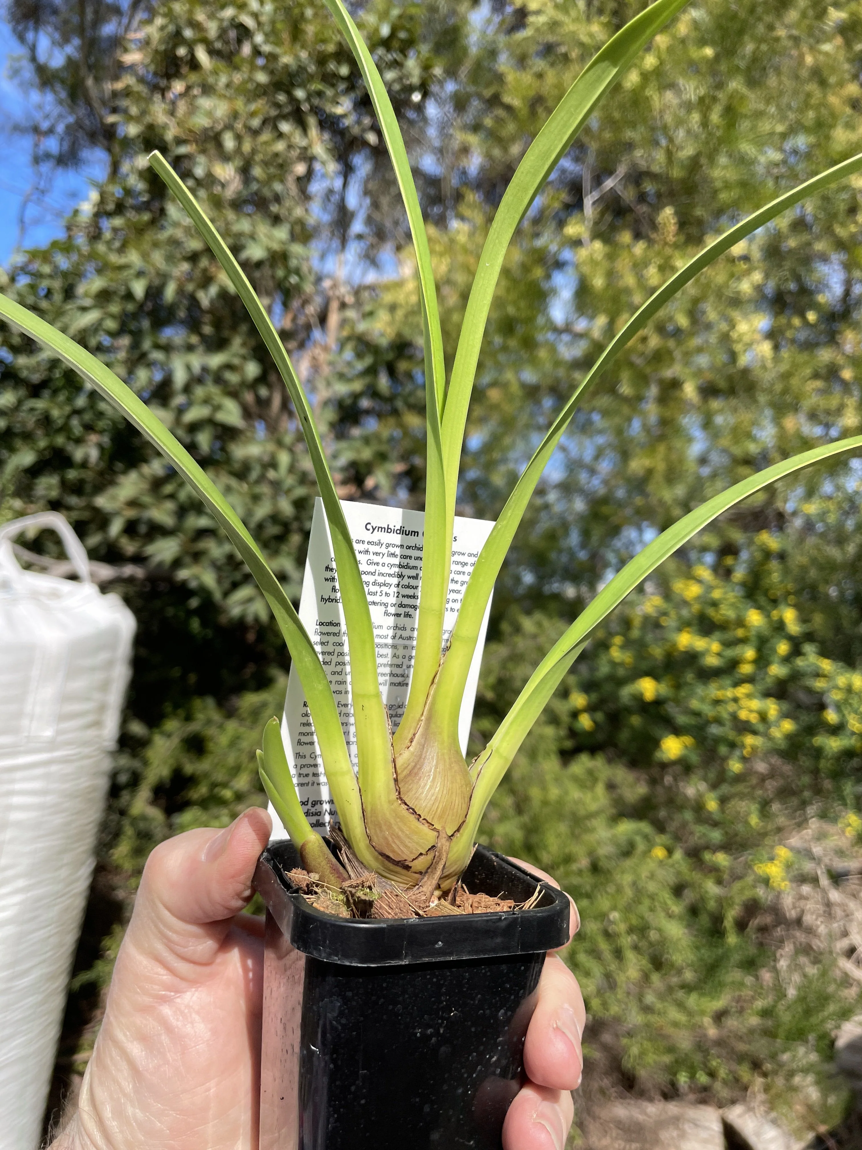 Cymbidium (Cinnamon Wall x Valley Splash) "Peaches and Cream' - Image 3