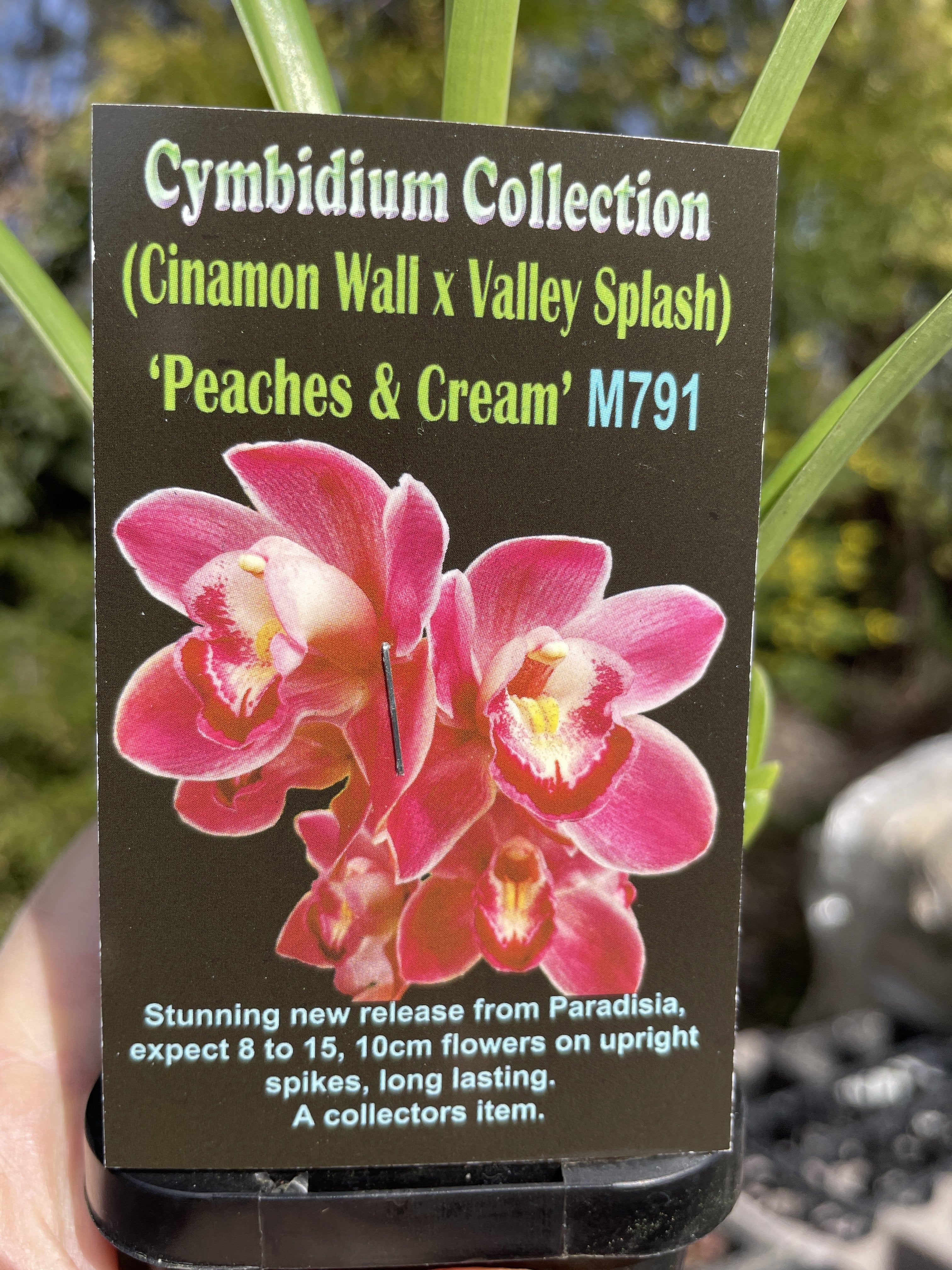 Cymbidium (Cinnamon Wall x Valley Splash) "Peaches and Cream' - Image 4