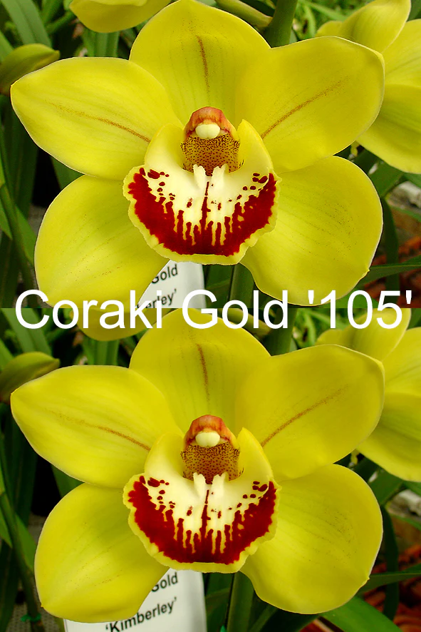 Cymbidium Coraki Gold '105' - Image 2