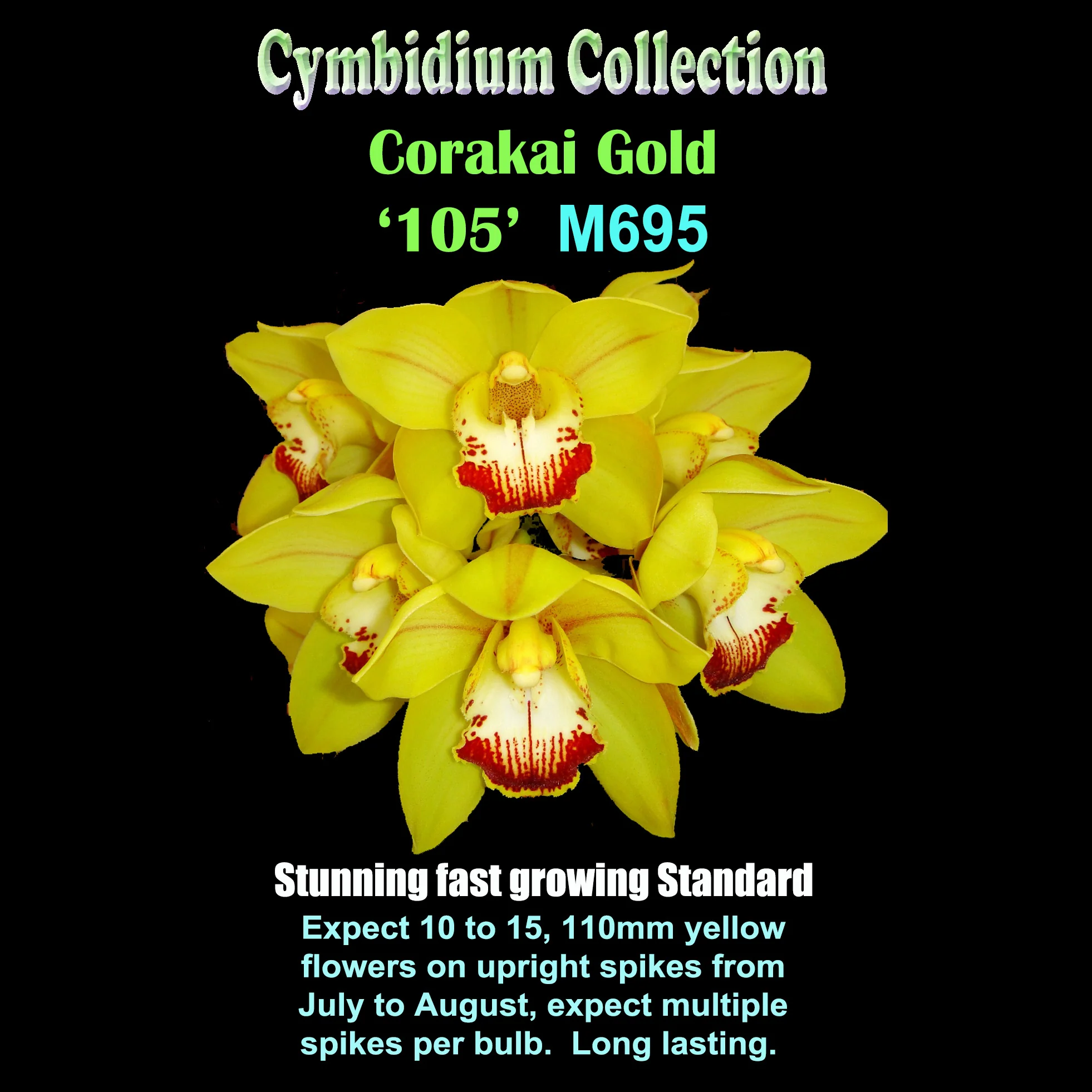 Cymbidium Coraki Gold '105' - Image 3