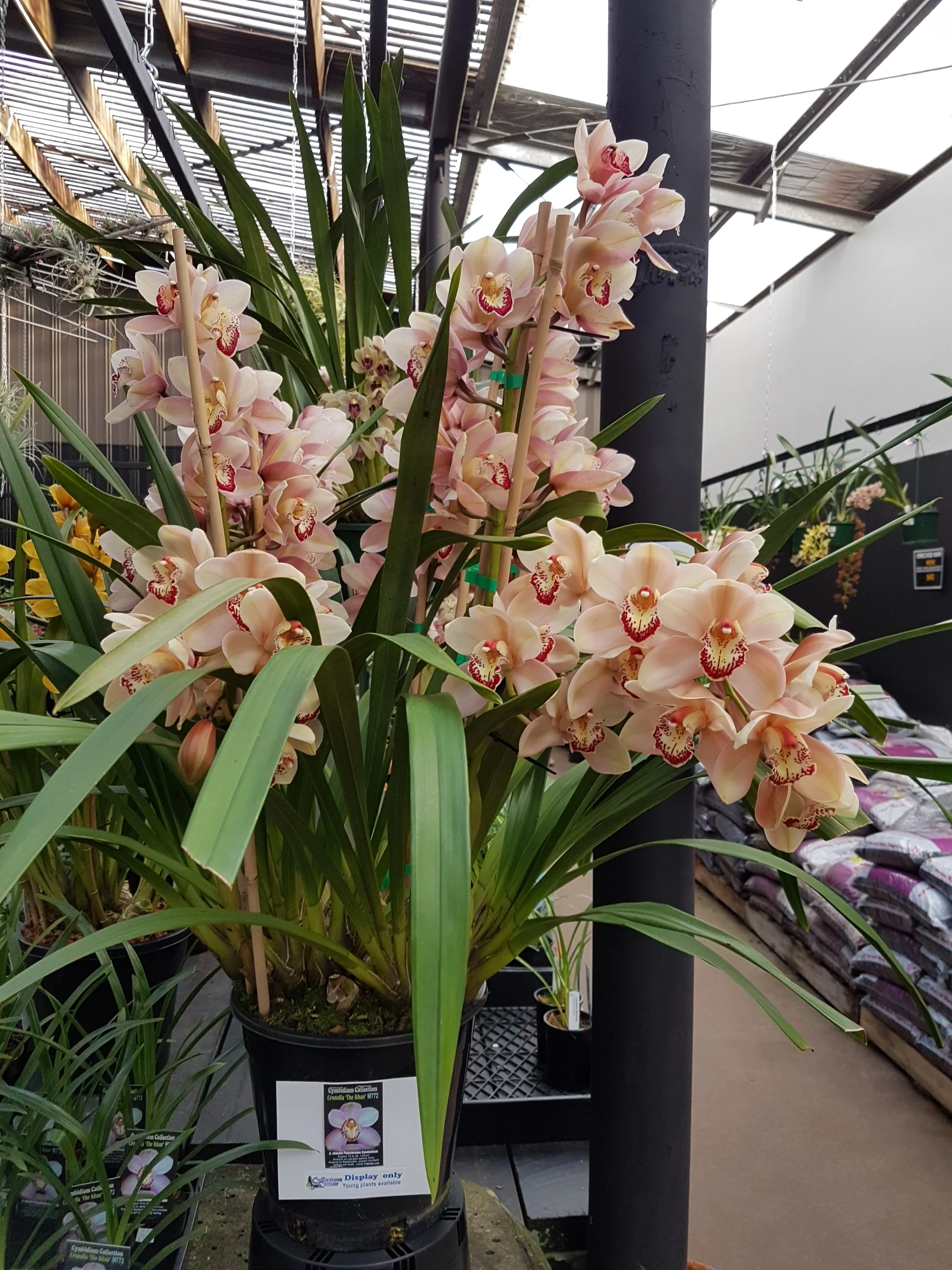 Cymbidium Cronulla 'The Khan' - Image 2