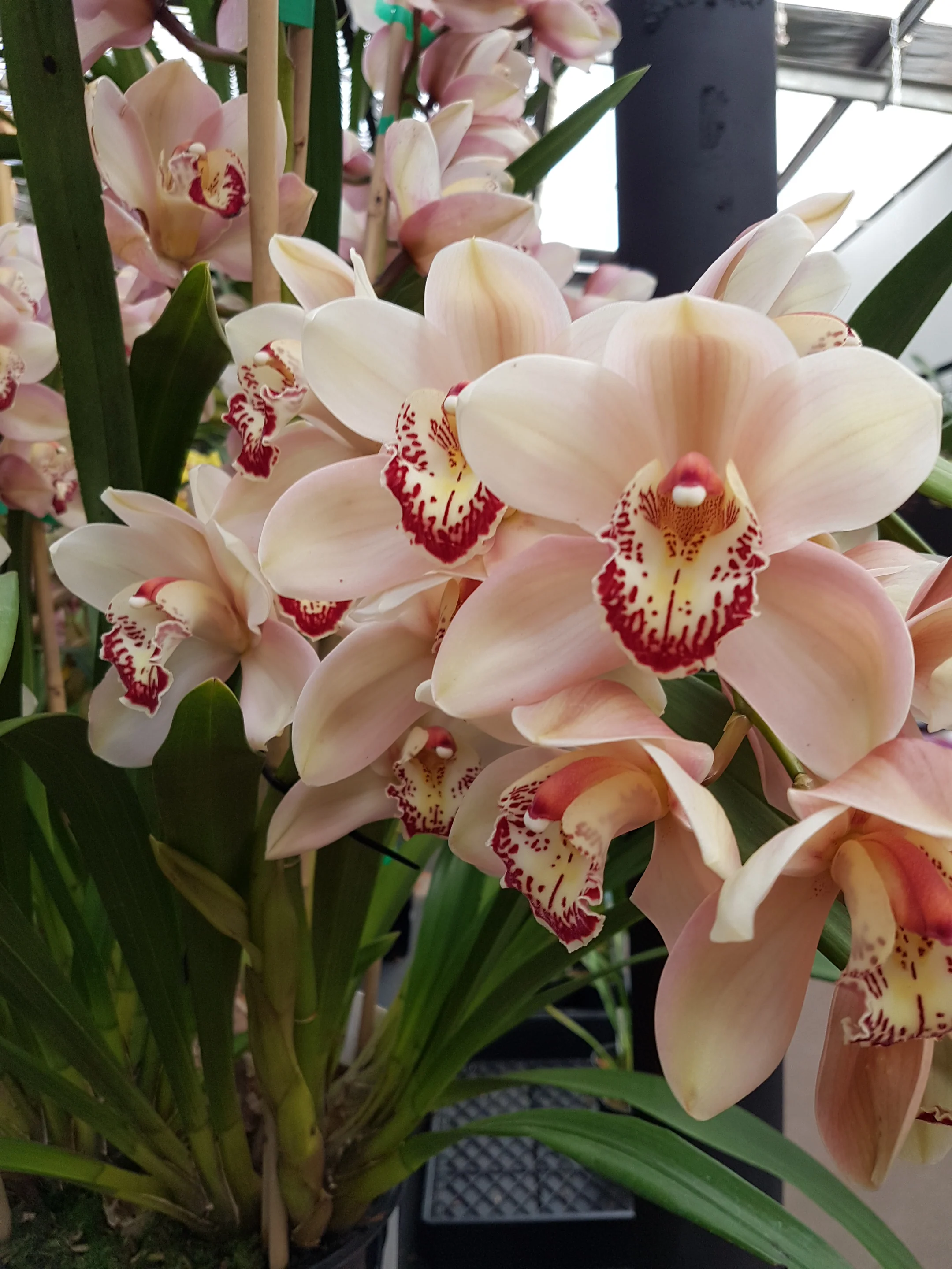 Cymbidium Cronulla 'The Khan' - Image 5