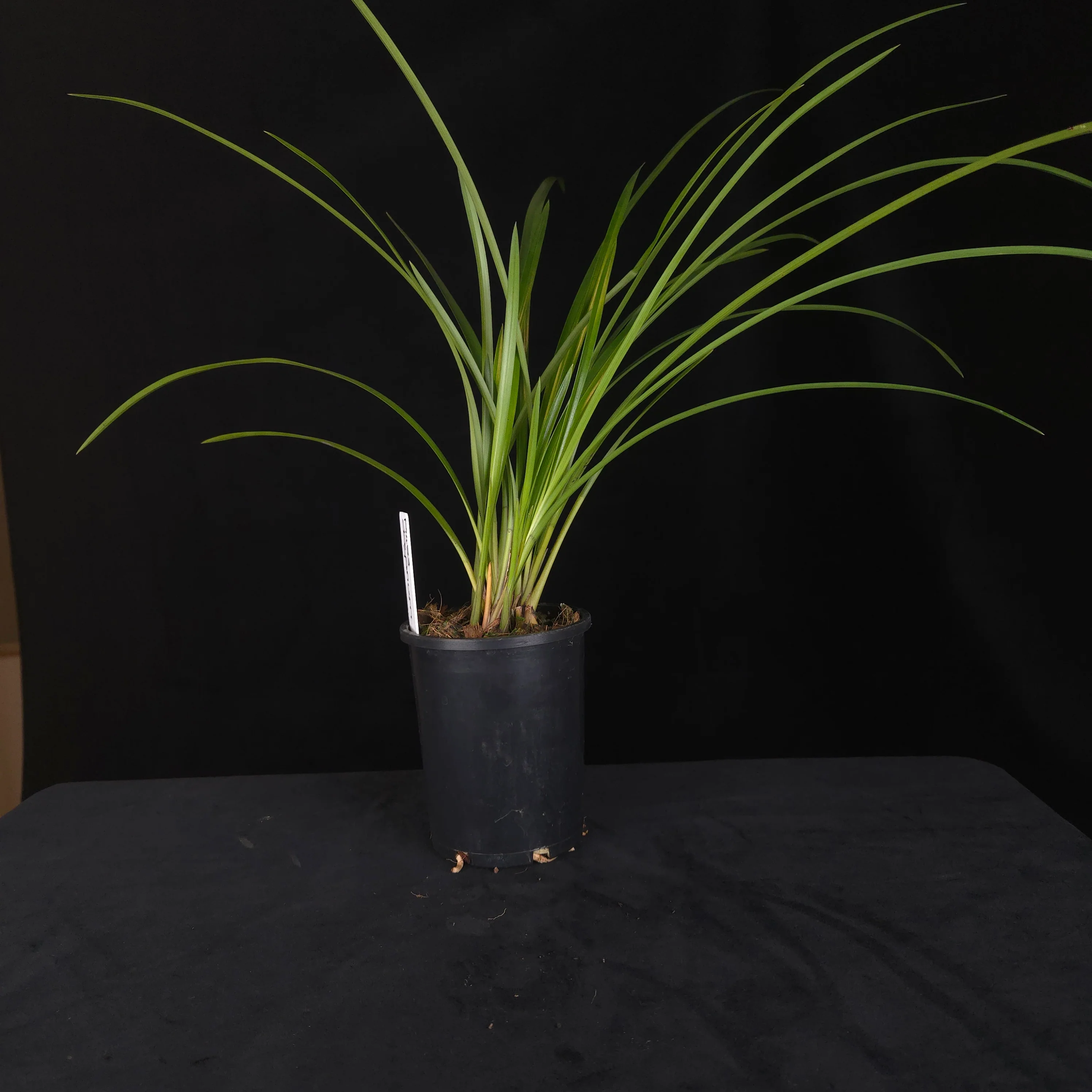 Cymbidium dayanum - Image 2